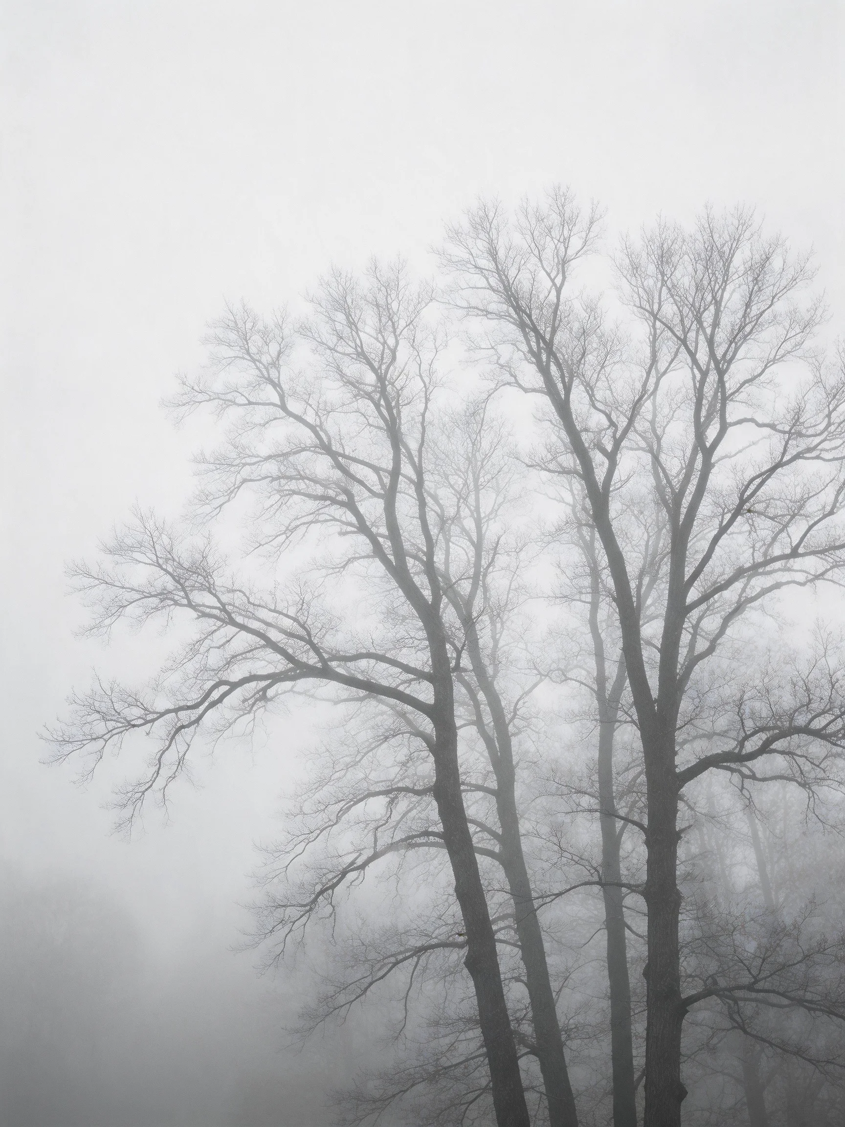 Bare trees obscured by dense gray fog with intricate branch formations