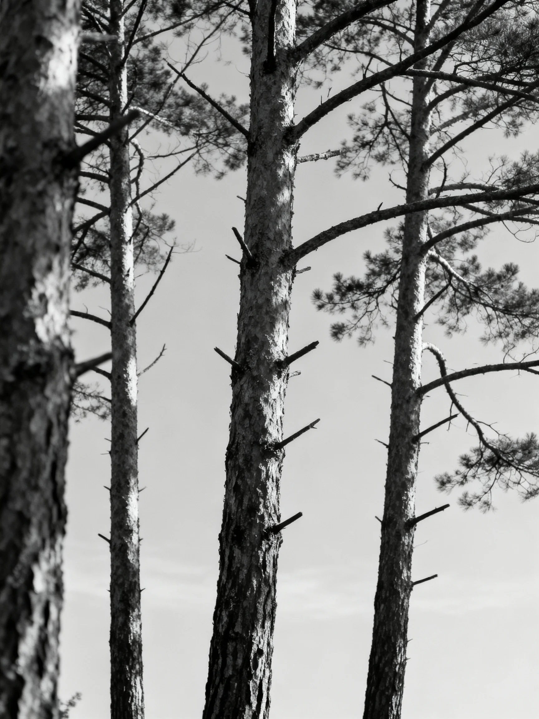 Black-and-white photograph of tall pine trees with textured bark and sparse branches