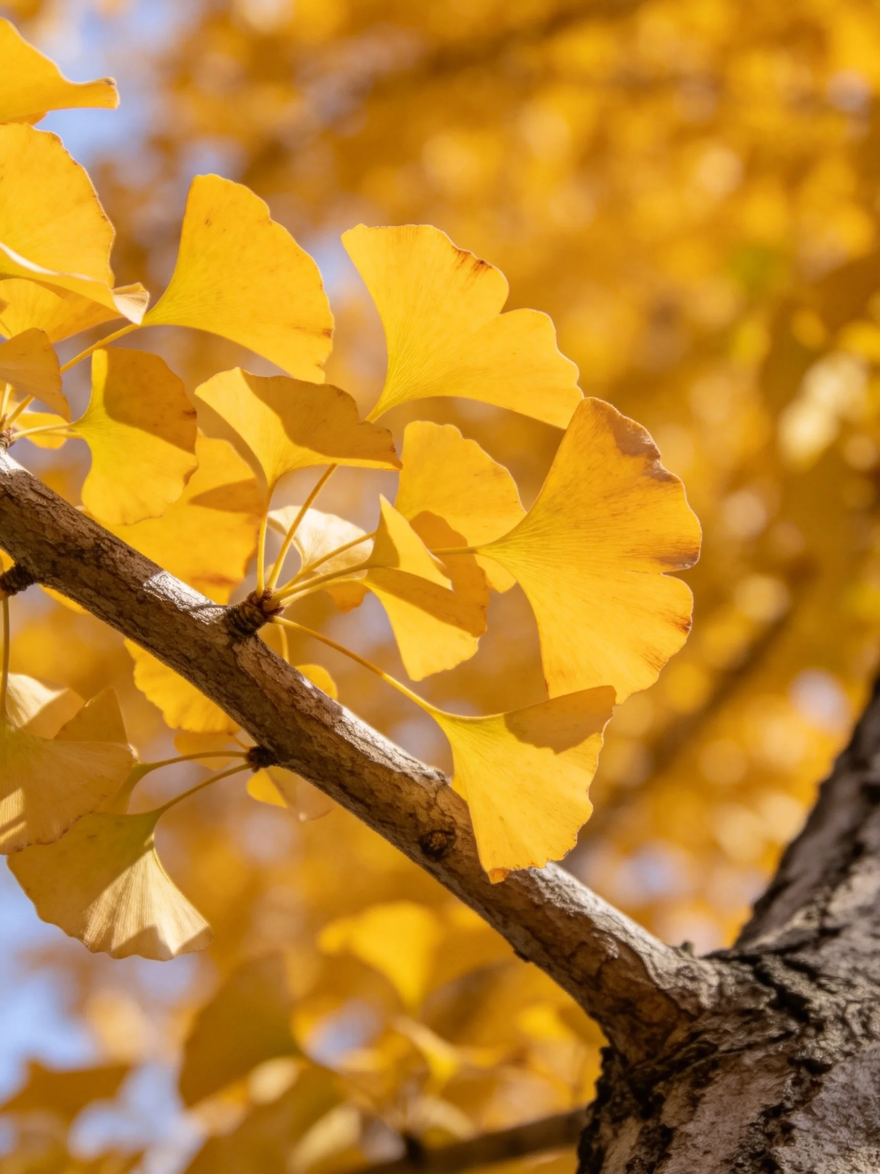 Bright Yellow Ginkgo Leaves on a Textured Tree Branch