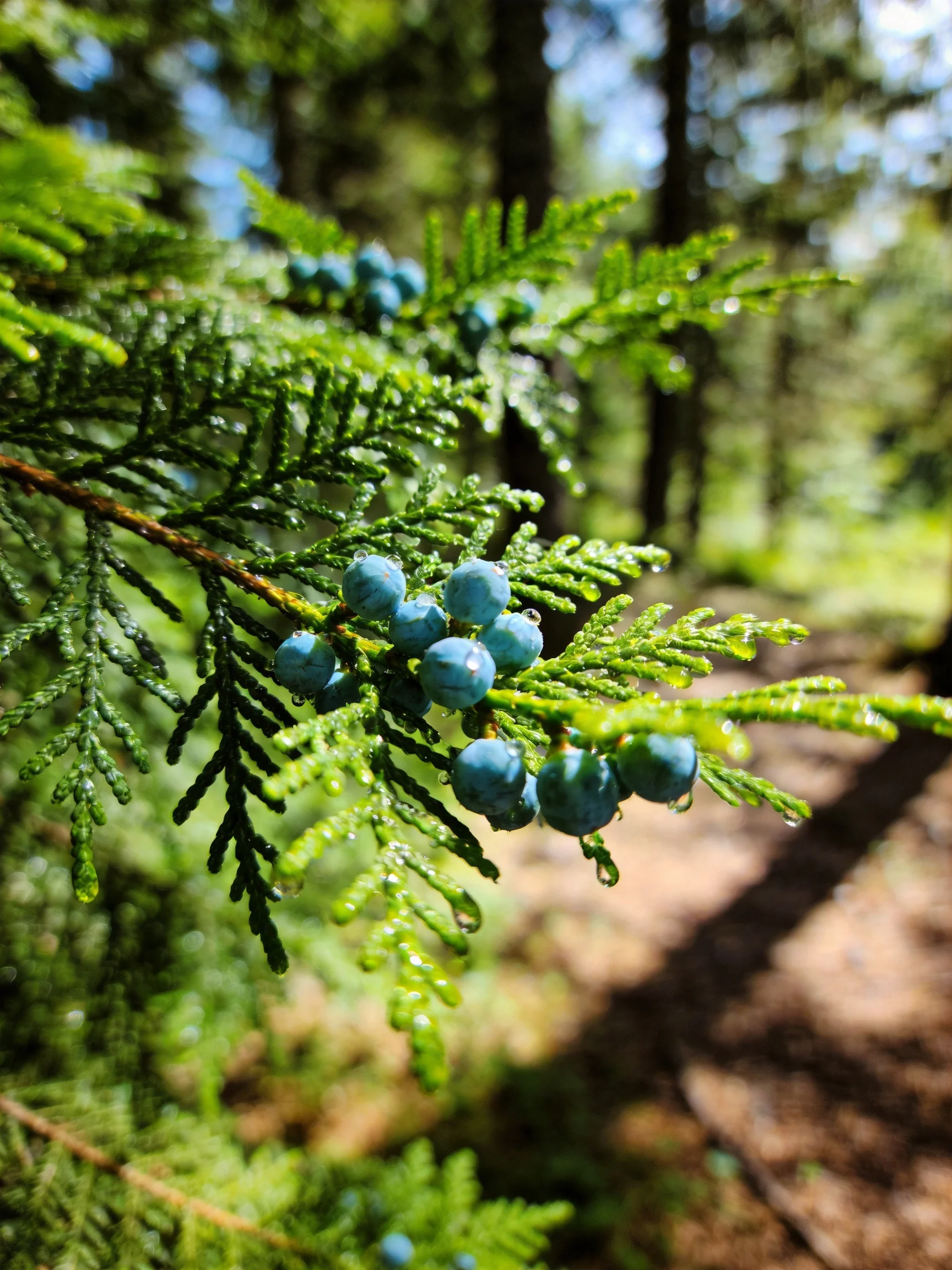 Cedar Branches with Blue Berries and Green Foliage in Sunlit Forest
