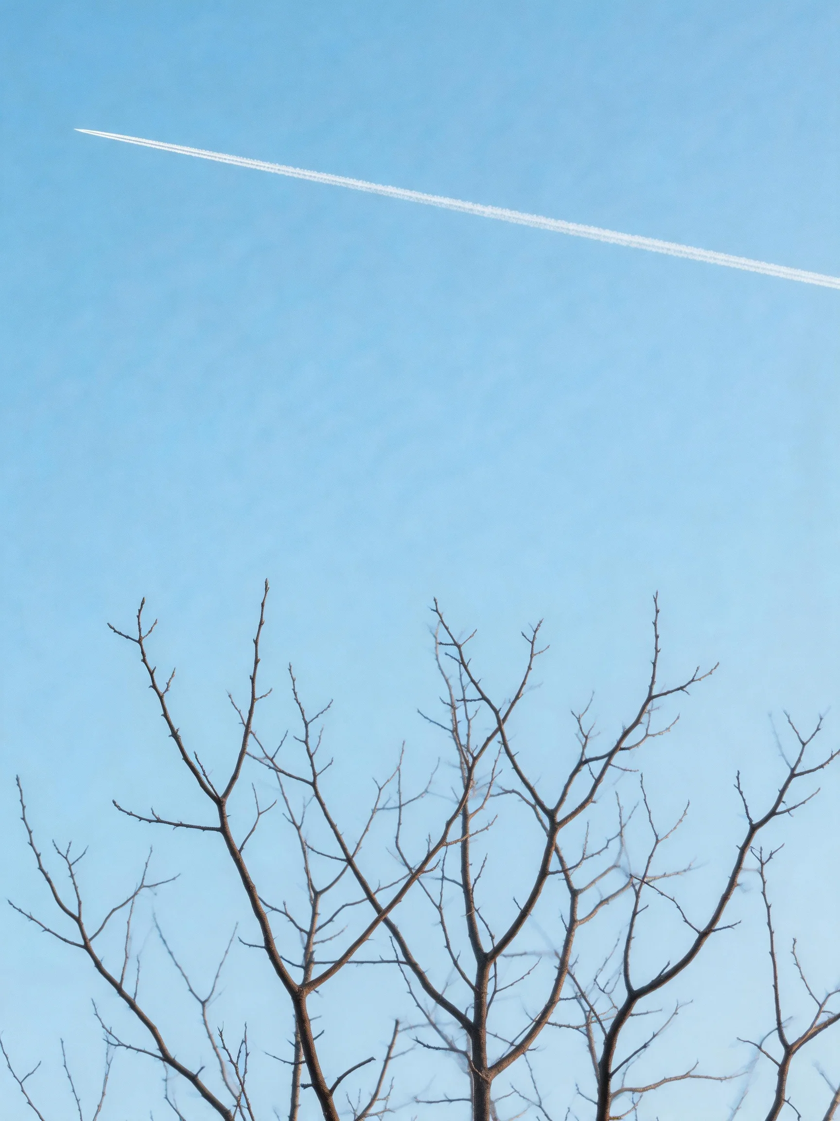 Clear blue sky with a jet contrail and bare tree branches