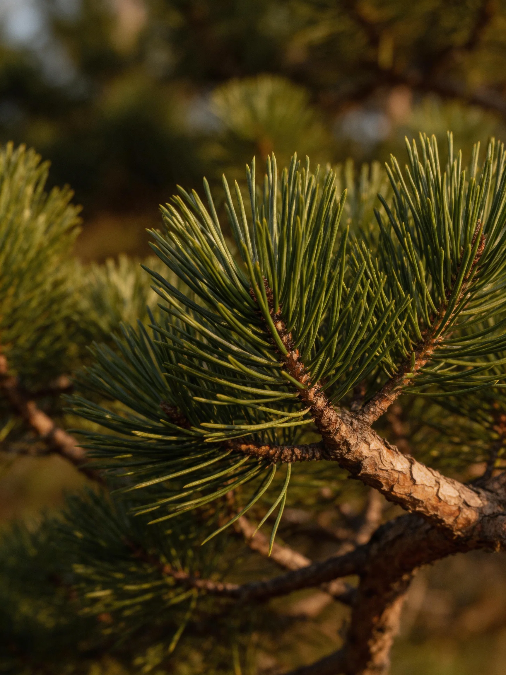 Close - up of green pine needles with textured bark