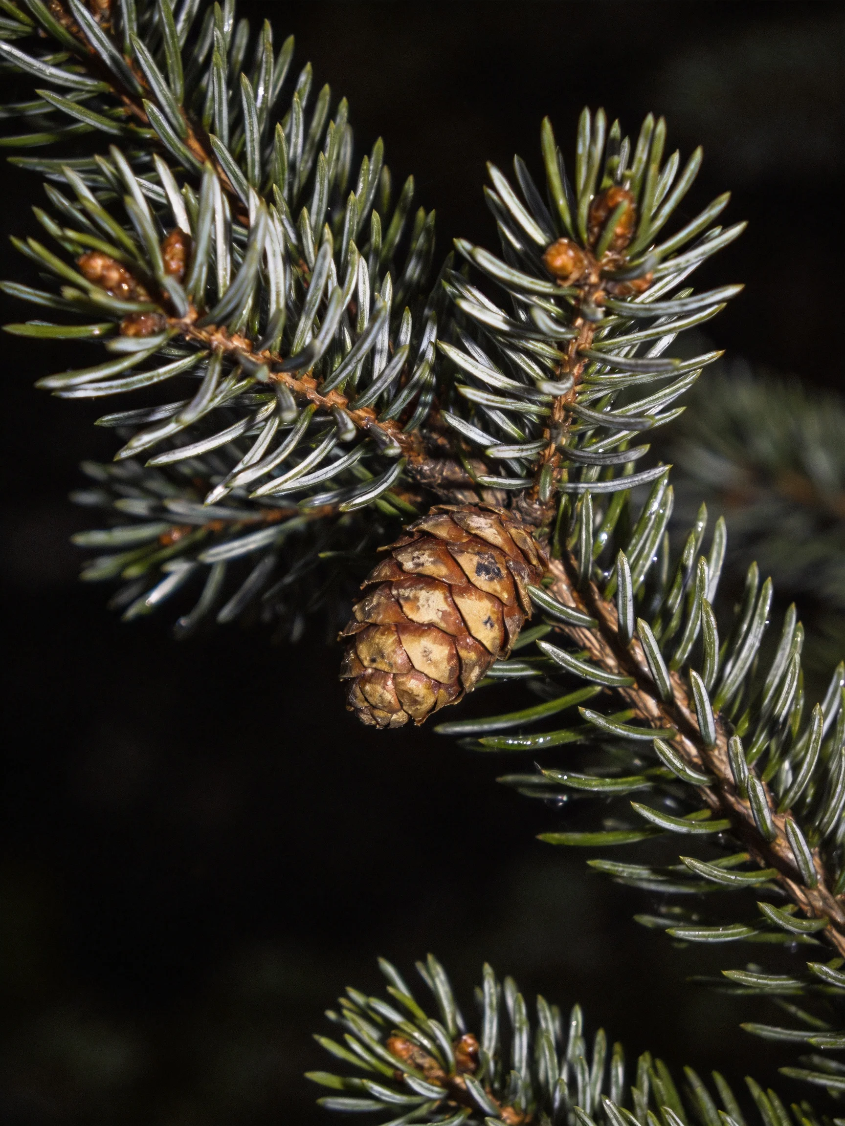 Close-up of dark green evergreen branches with a brown pine cone