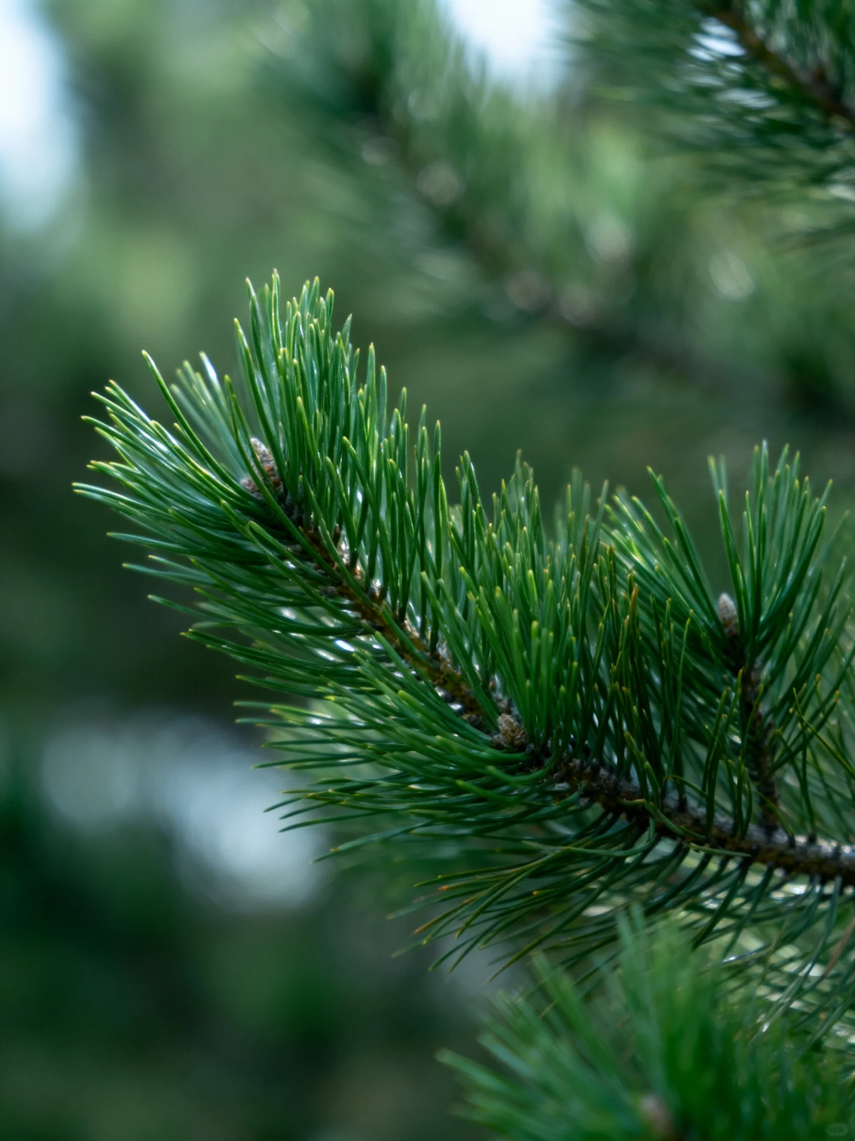Close-up of lush green pine needles with tiny cones