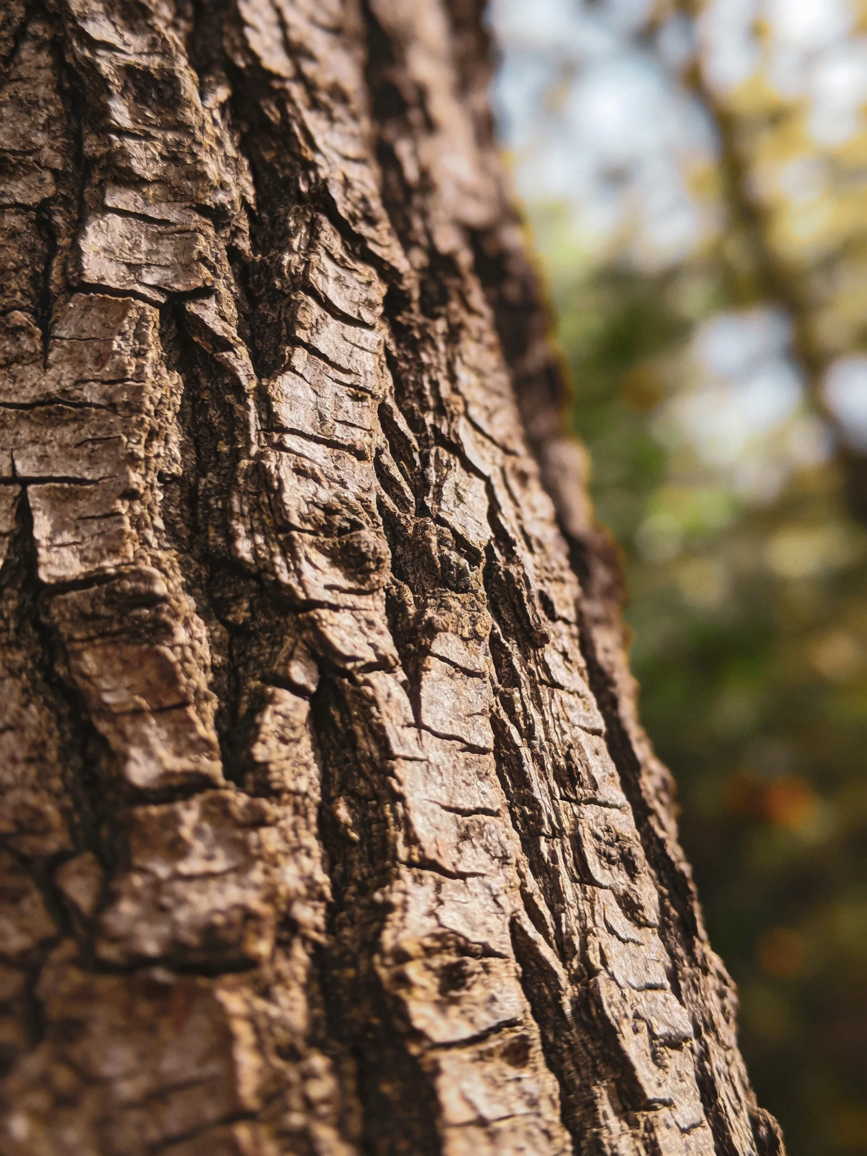 Close-up view of textured brown tree bark with blurred greenery