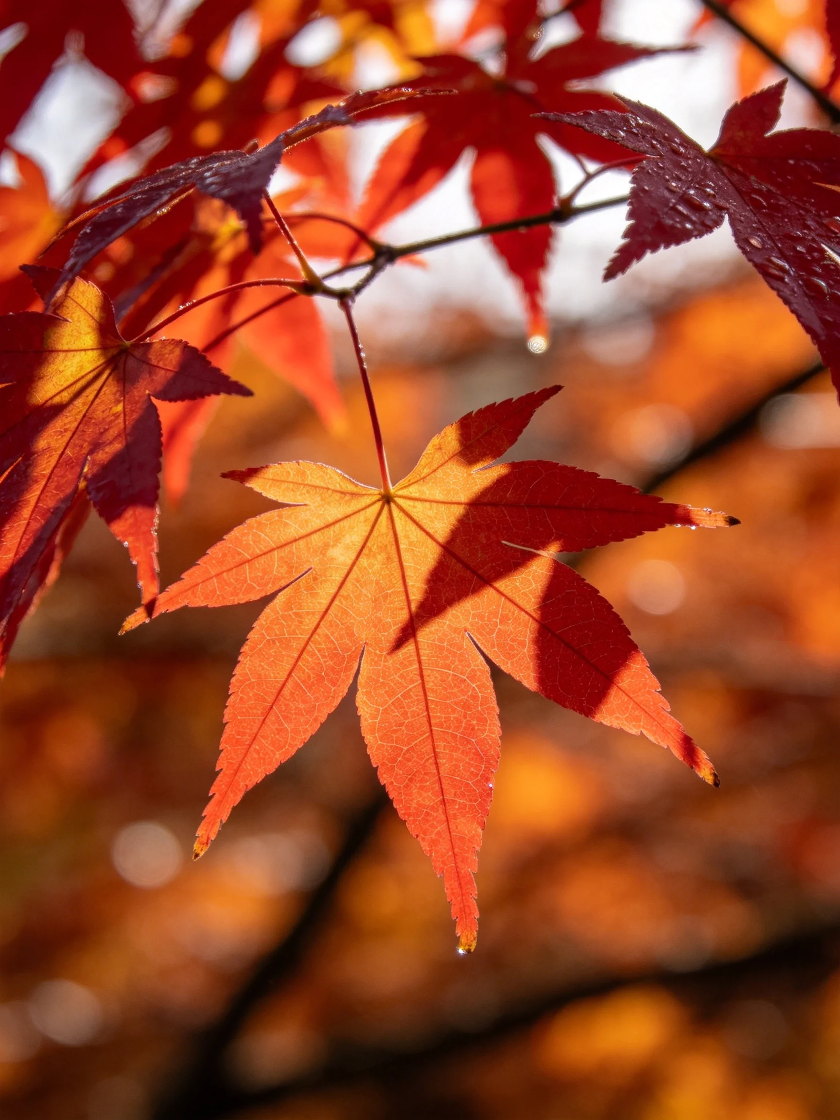 Colorful maple leaves with red and golden tones