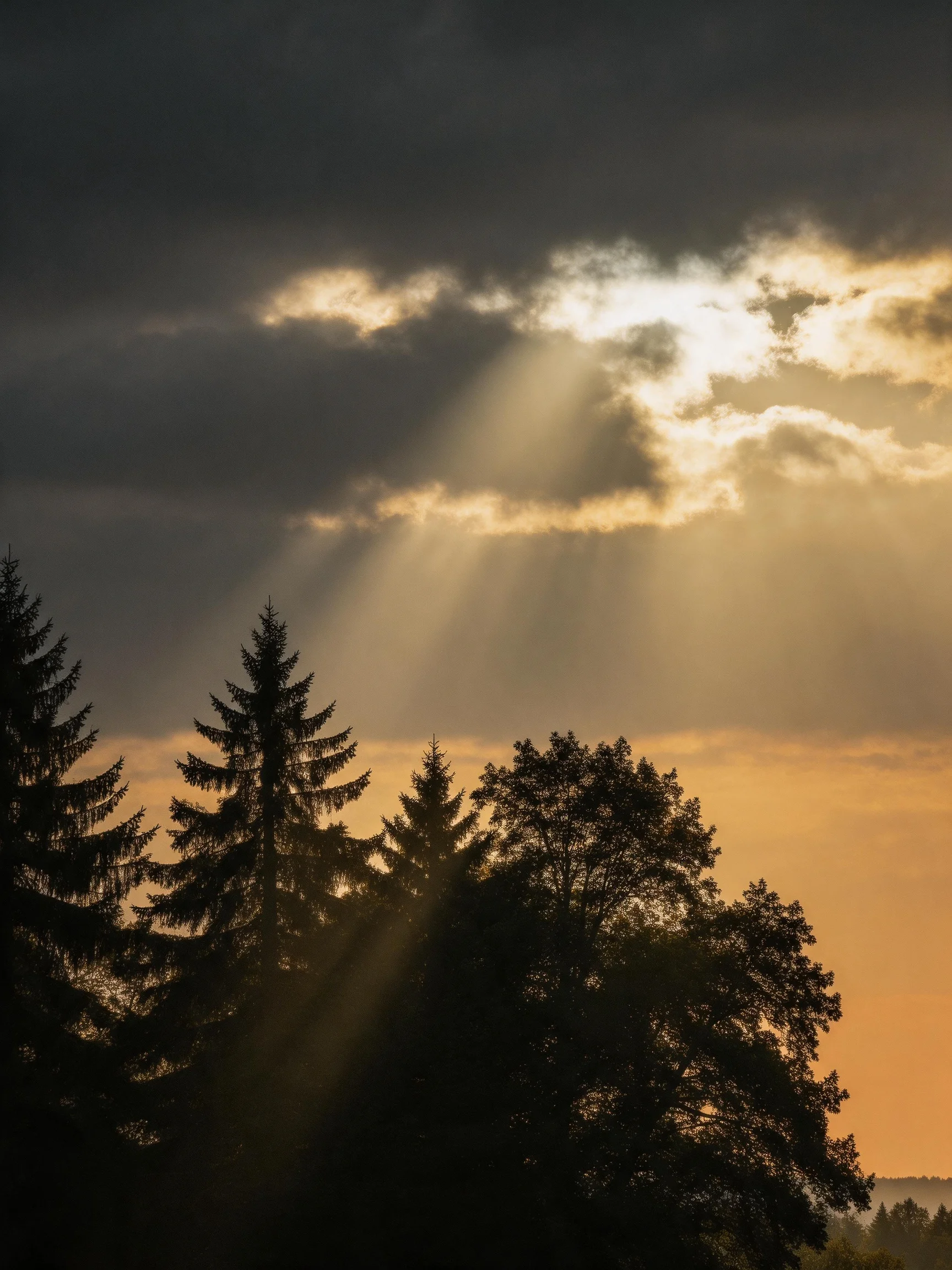 Dark storm clouds with golden sunbeams over tree silhouettes