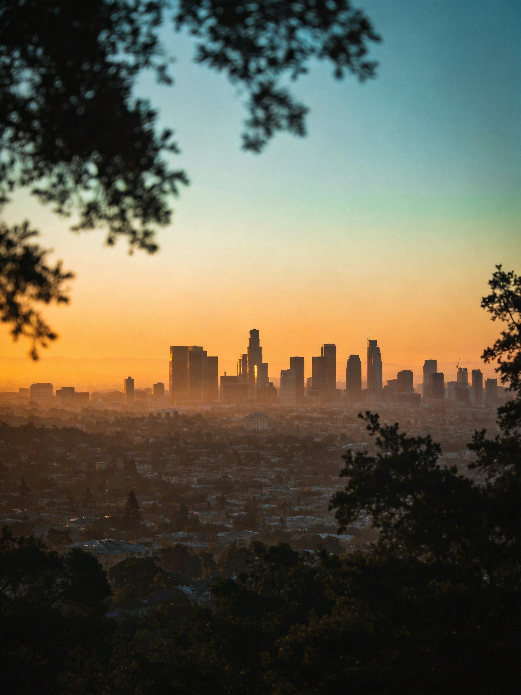 Dawn Silhouette of Urban Skyline Through Framing Foliage
