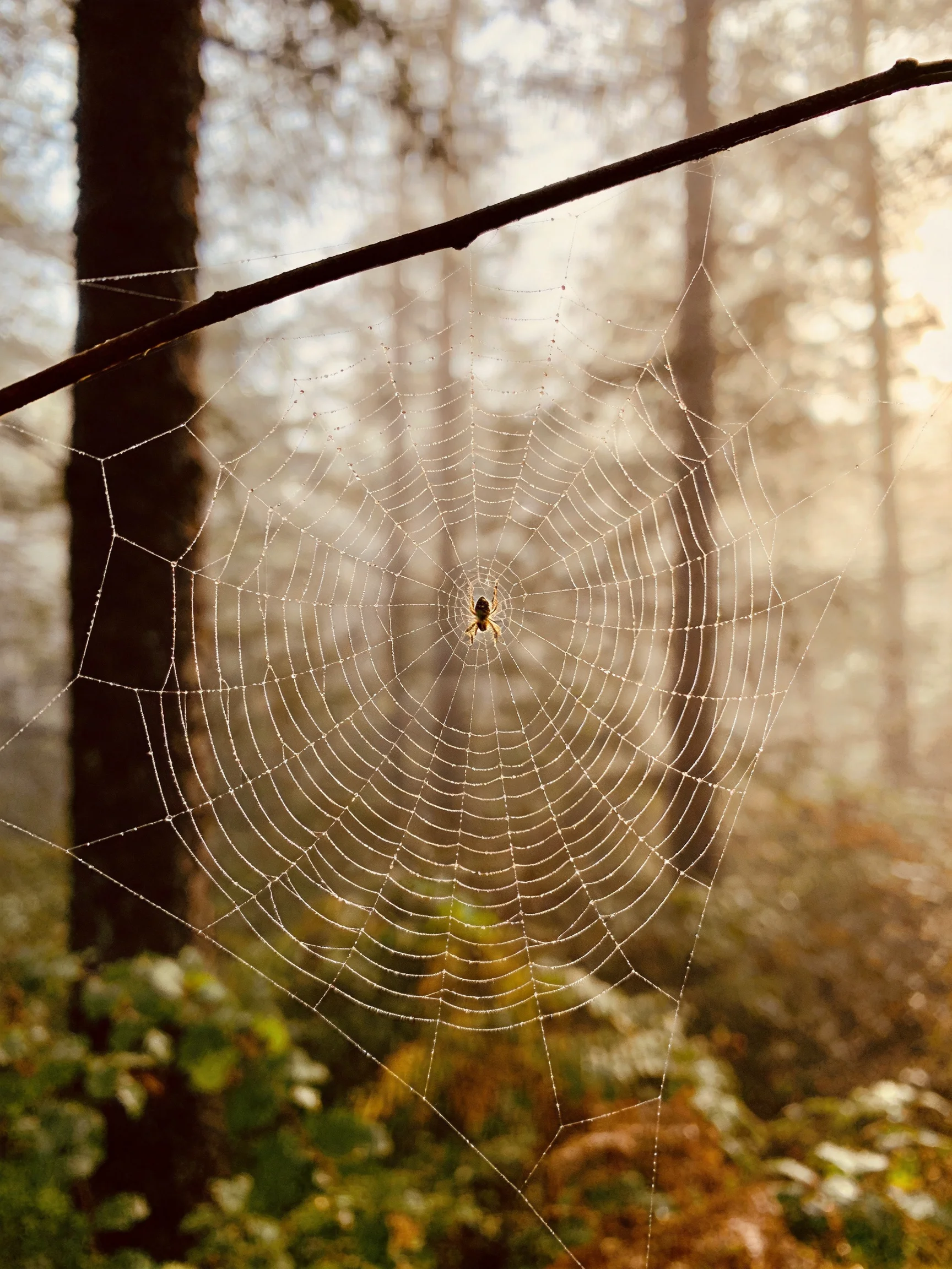 Delicate spider web with dew droplets in misty forest