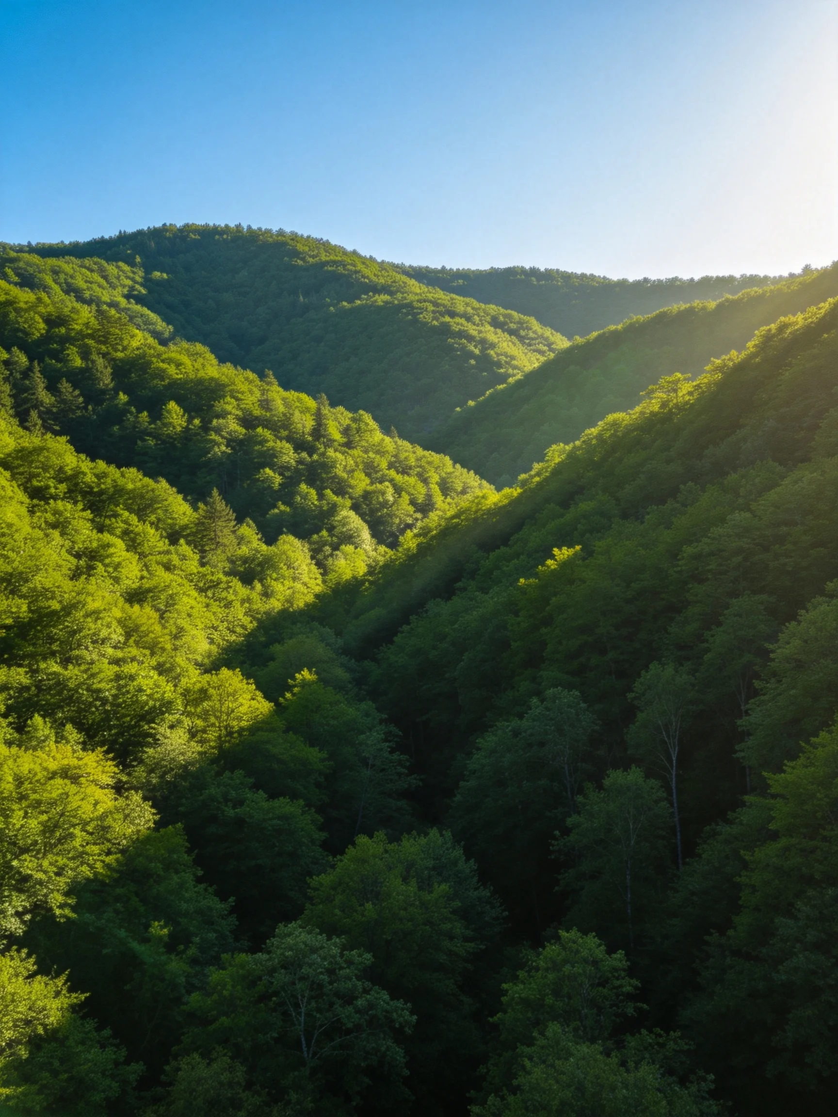 Dense green forests cover rolling hills under clear blue sky