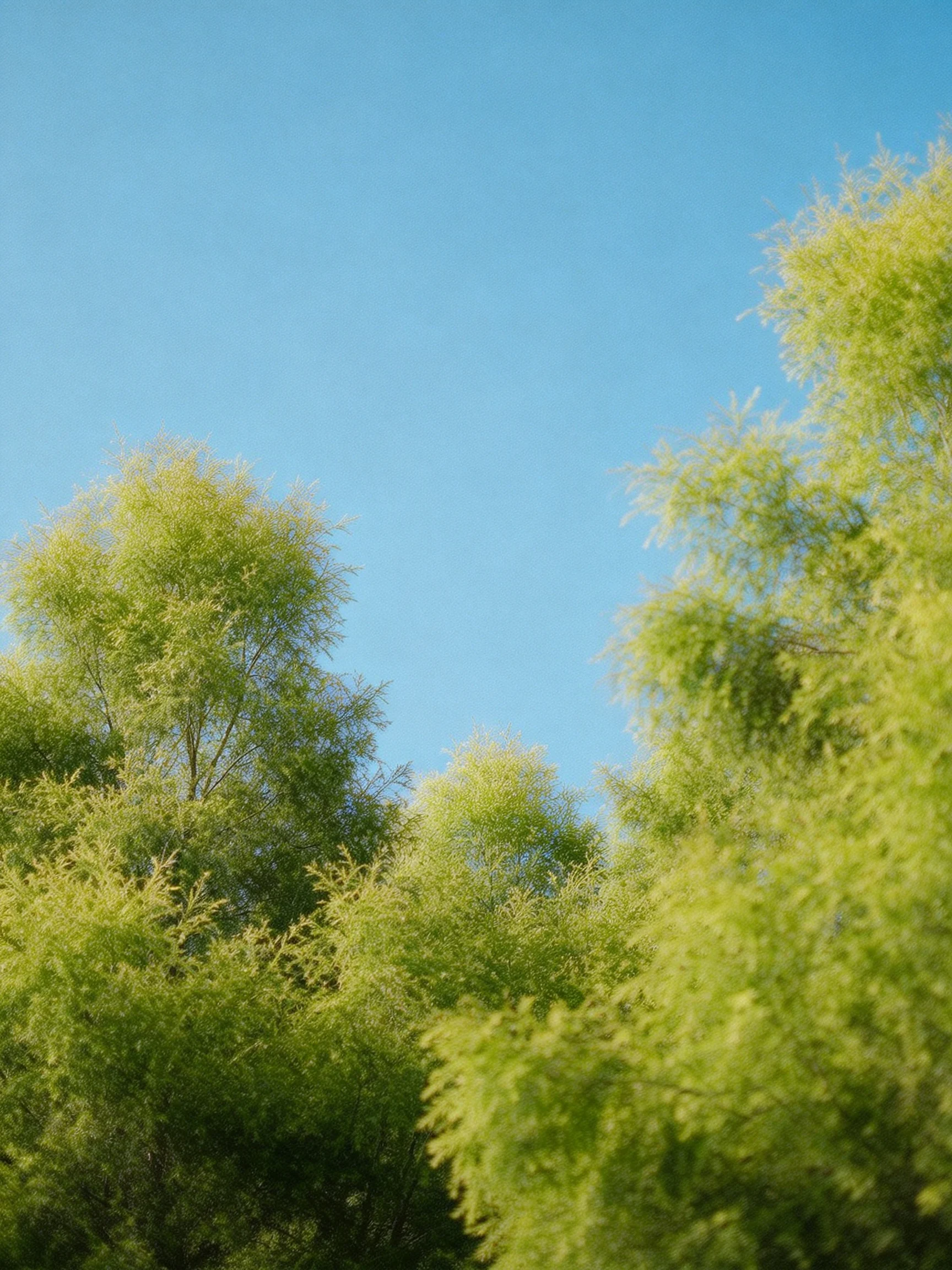 Dense green tree clusters beneath a clear blue sky