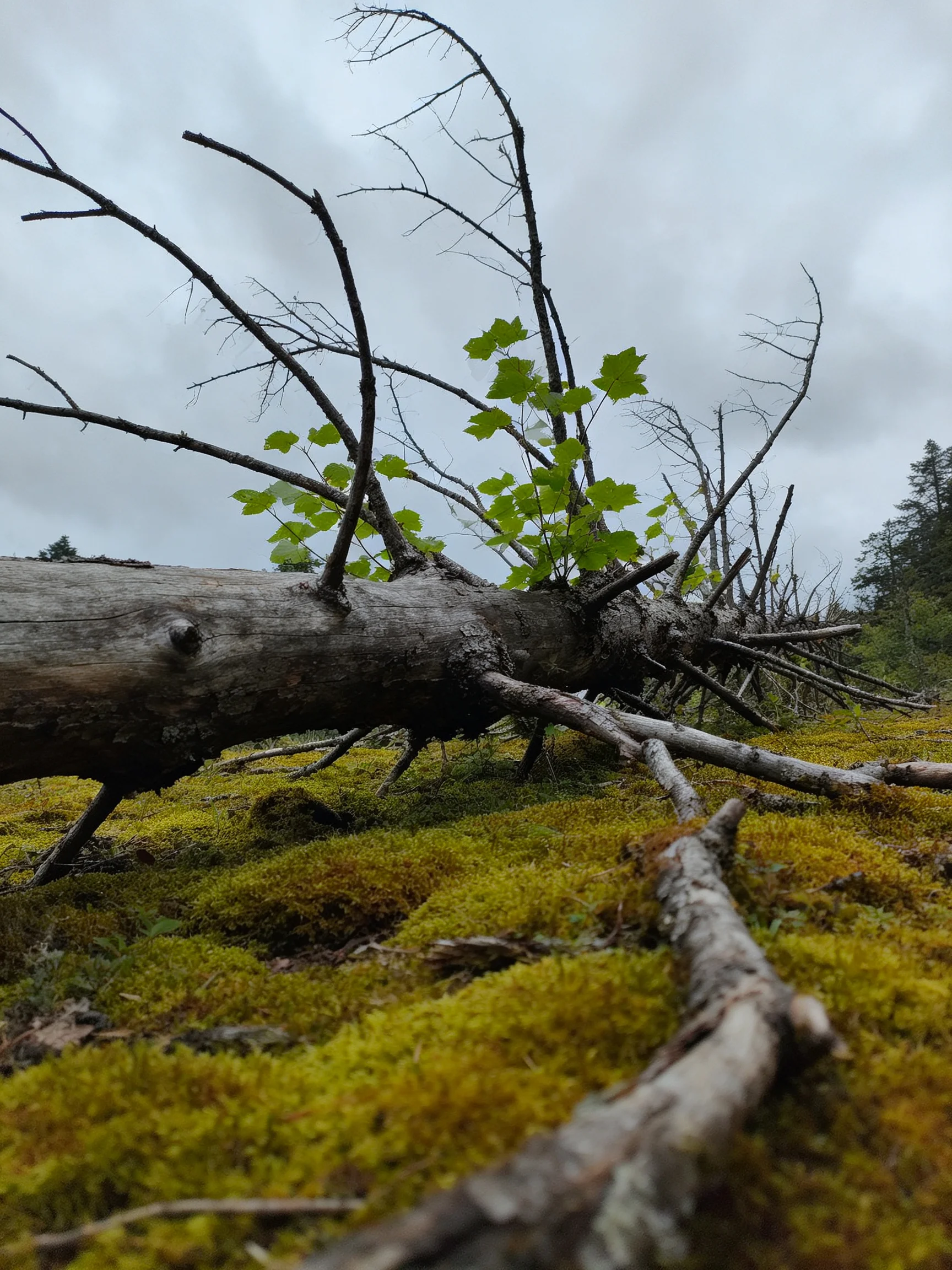 Fallen Tree Trunk with Green Foliage on Mossy Ground Under Overcast Sky