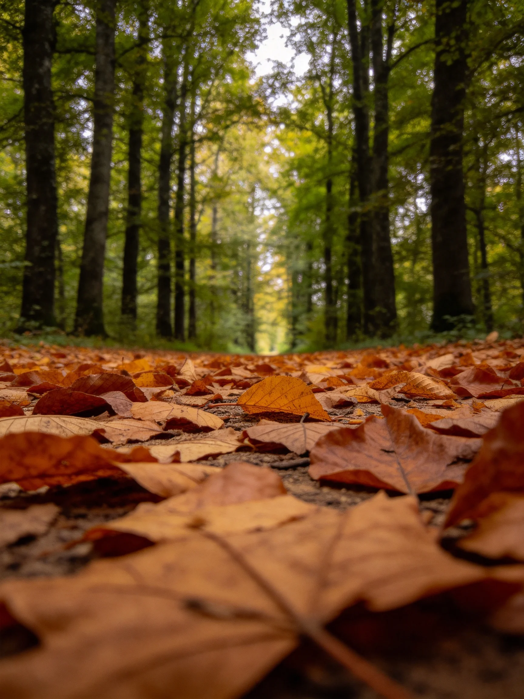 Fallen autumn leaves cover a sunlit forest path