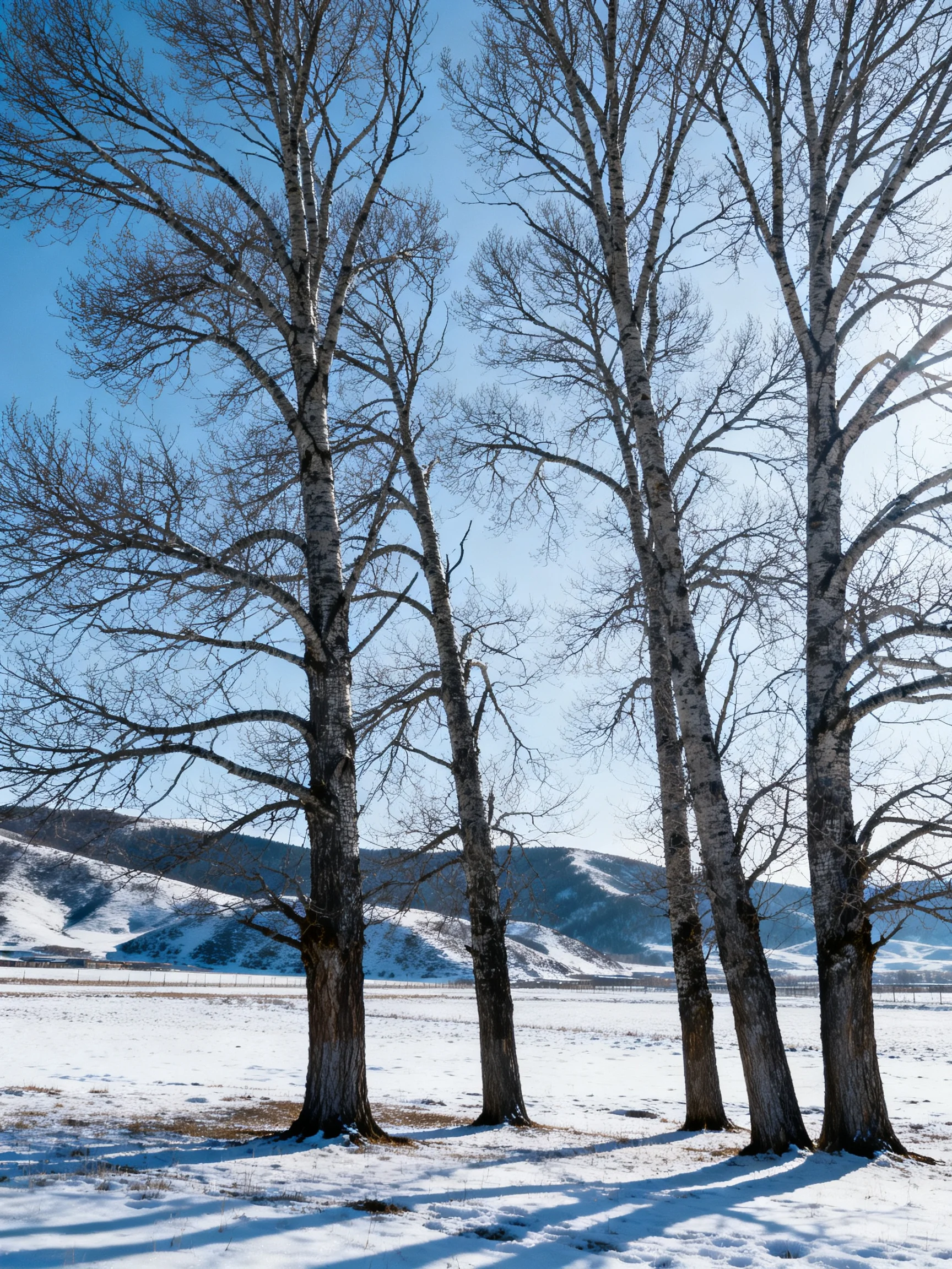 Five bare birch trees in a snow - covered landscape with distant hills
