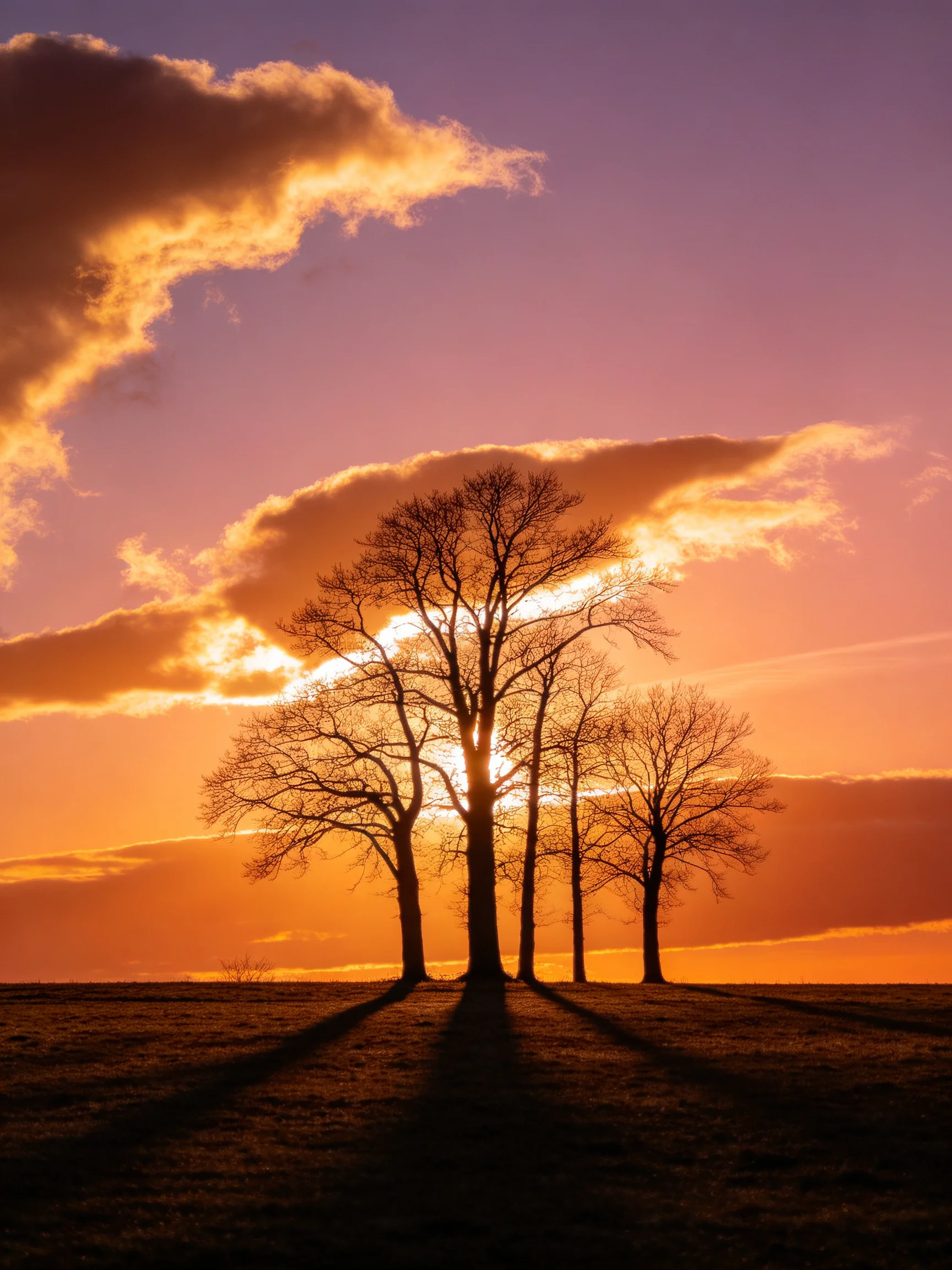 Five bare trees silhouetted against a vibrant sunset sky with golden clouds