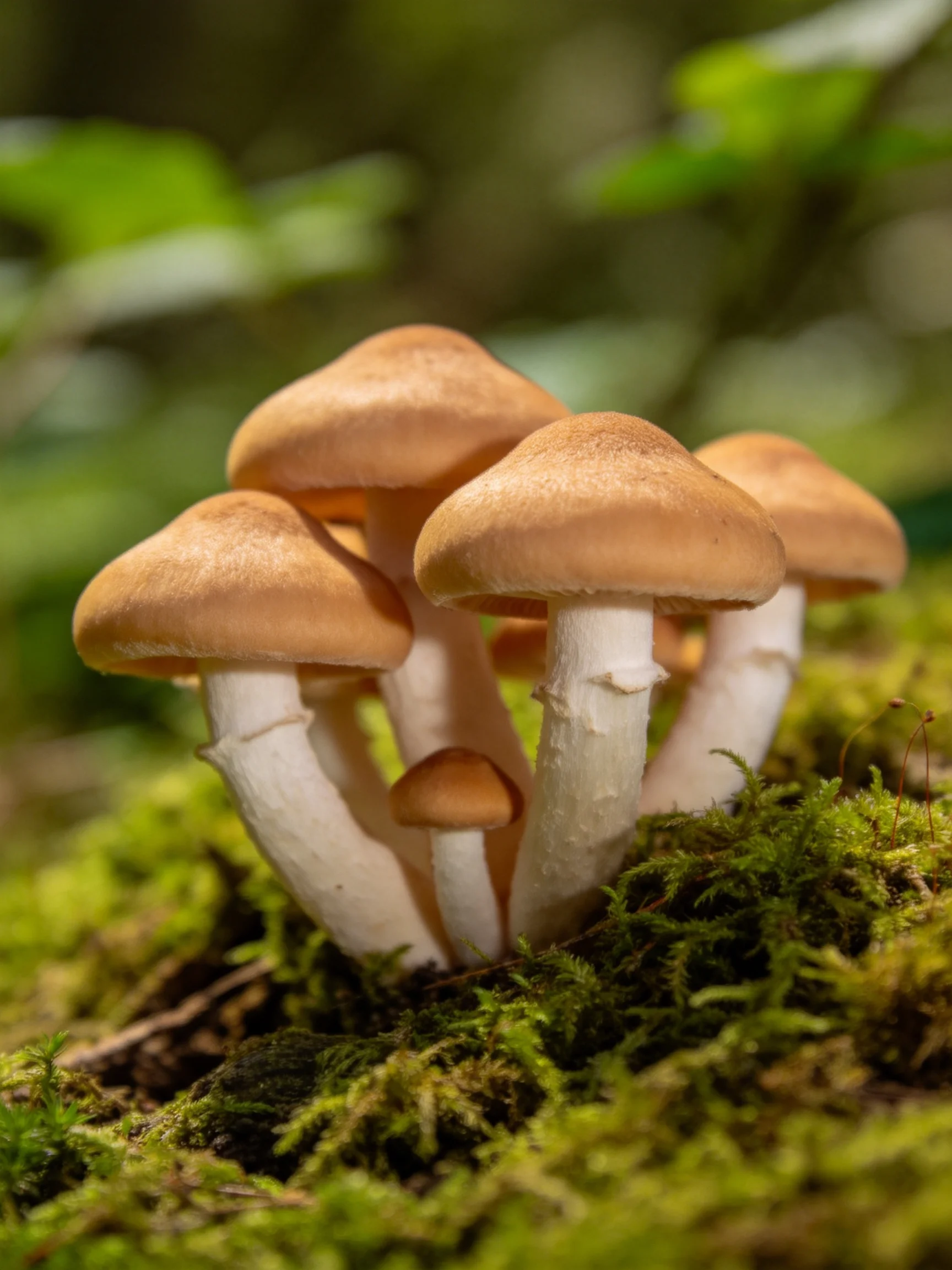 Five brown-capped mushrooms cluster among vibrant green moss