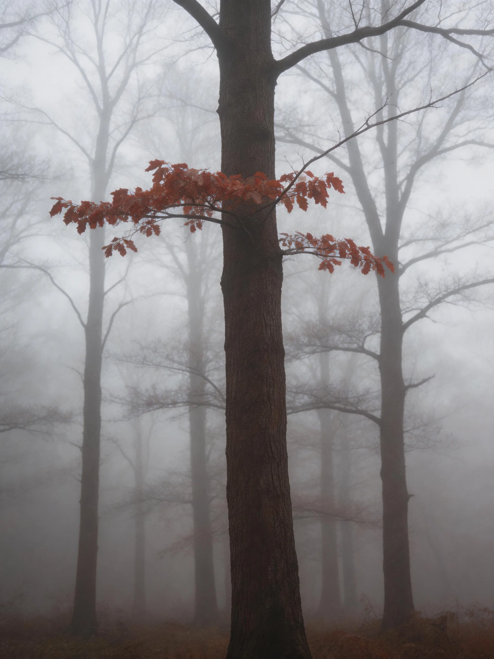 Foggy Forest with Central Tree and Autumn Foliage
