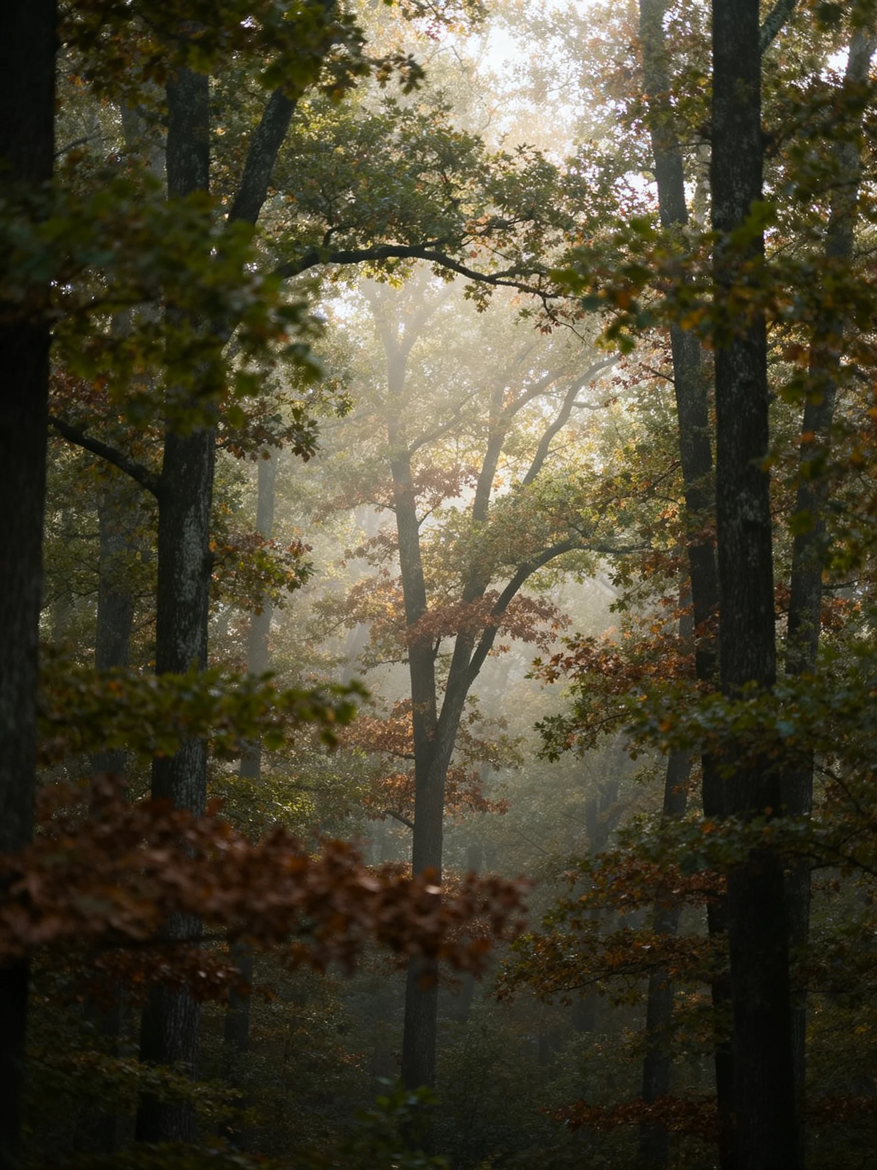 Foggy Forest with Tall Trees and Autumn Foliage