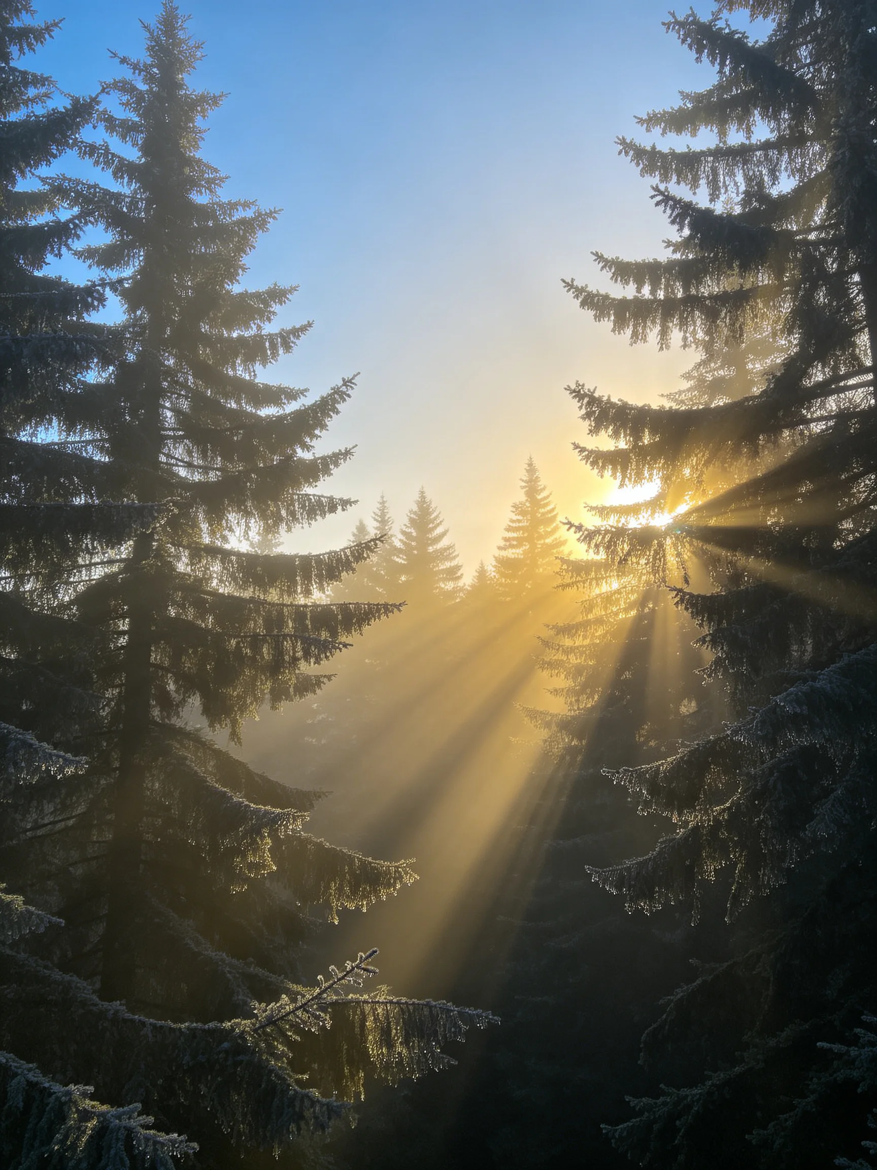 Frost-Covered Pine Forest with Golden Morning Sunbeams