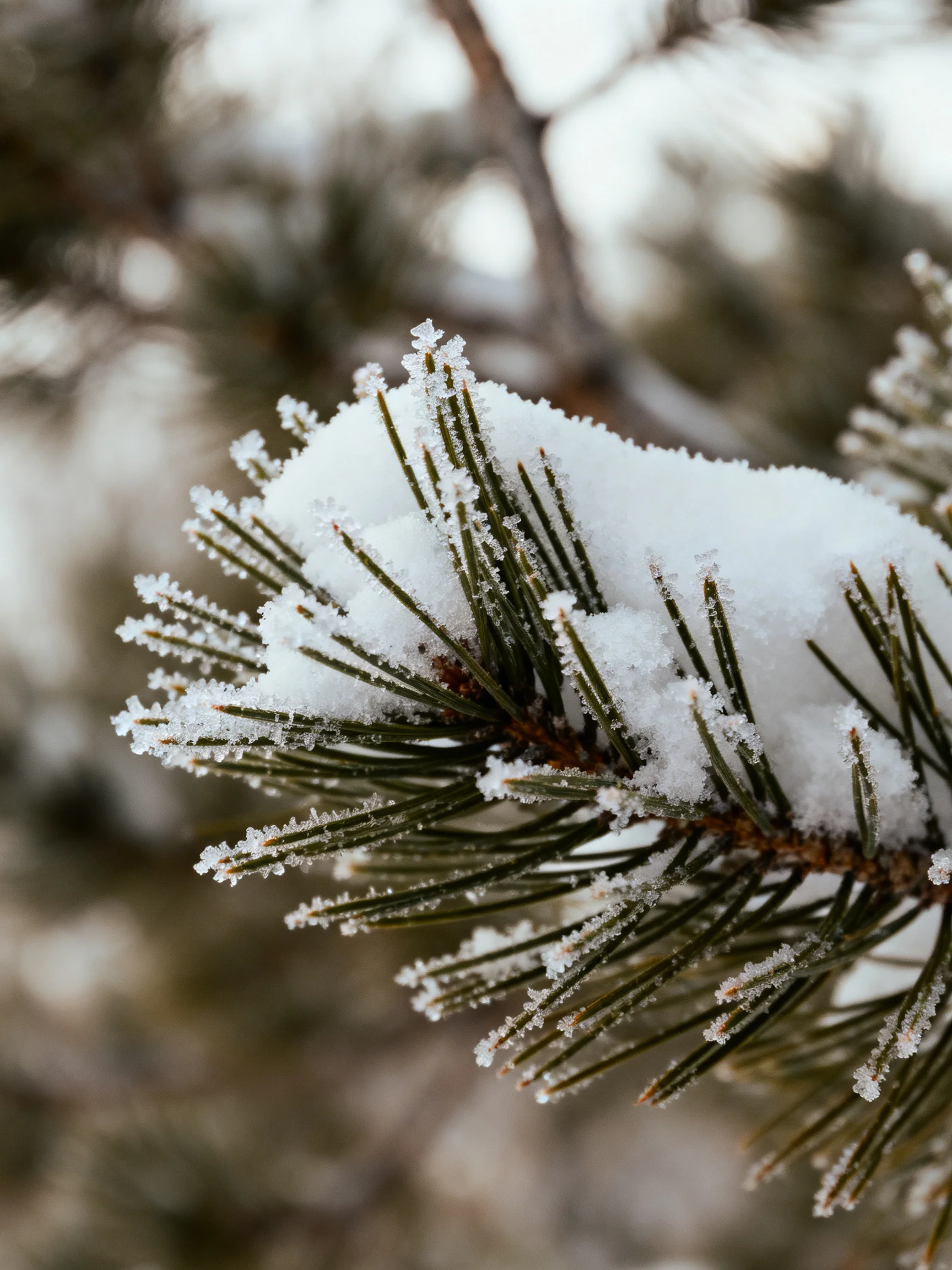 Frost-Covered Pine Needles with Fresh Snow Accumulation