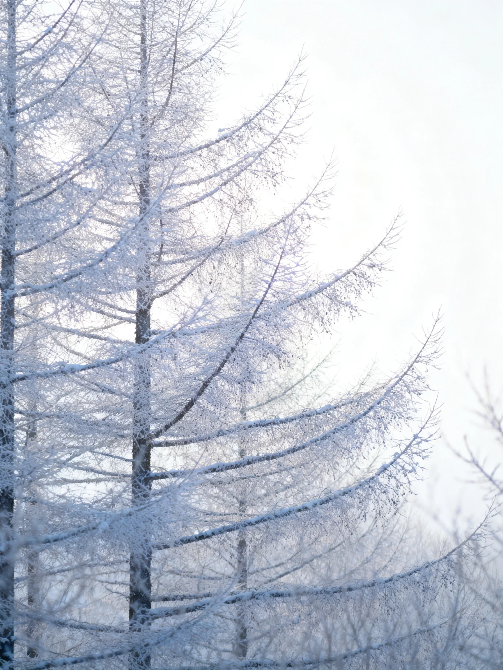 Frost-laden evergreen trees against a pale winter sky