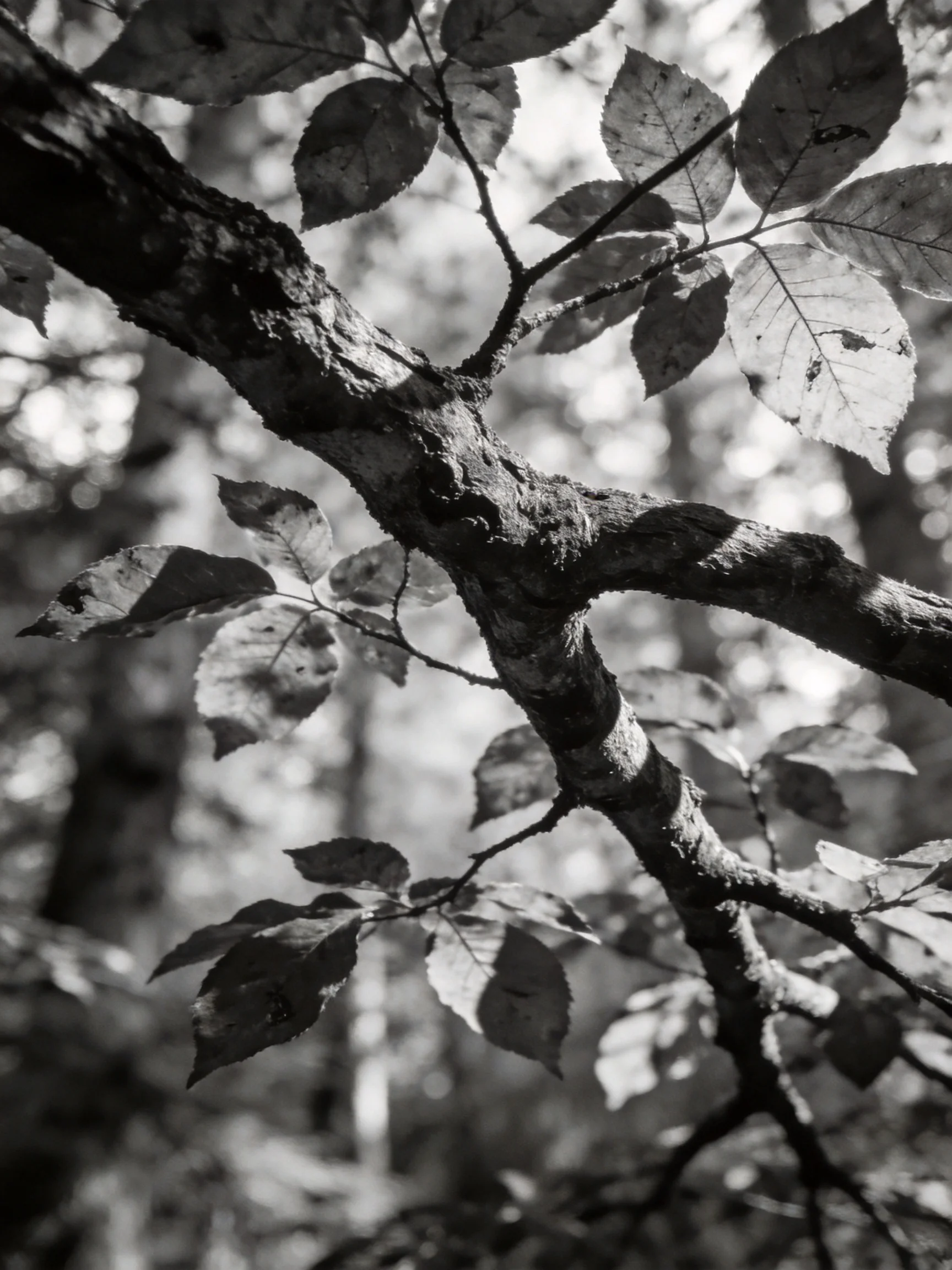 Gnarled Tree Branch with Textured Bark and Scattered Leaves