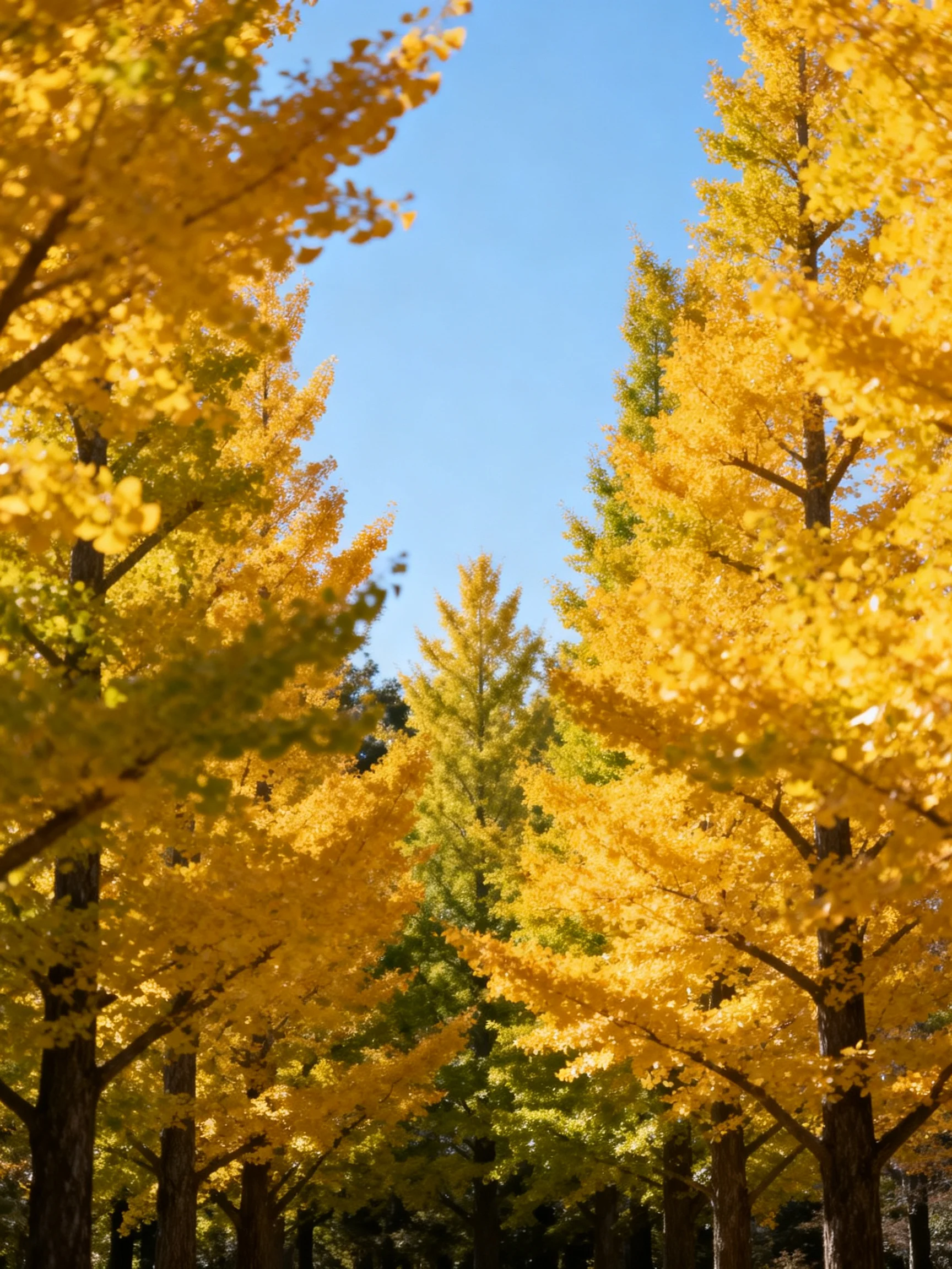 Golden Ginkgo Trees Form a Lush Autumn Archway Under Clear Blue Sky