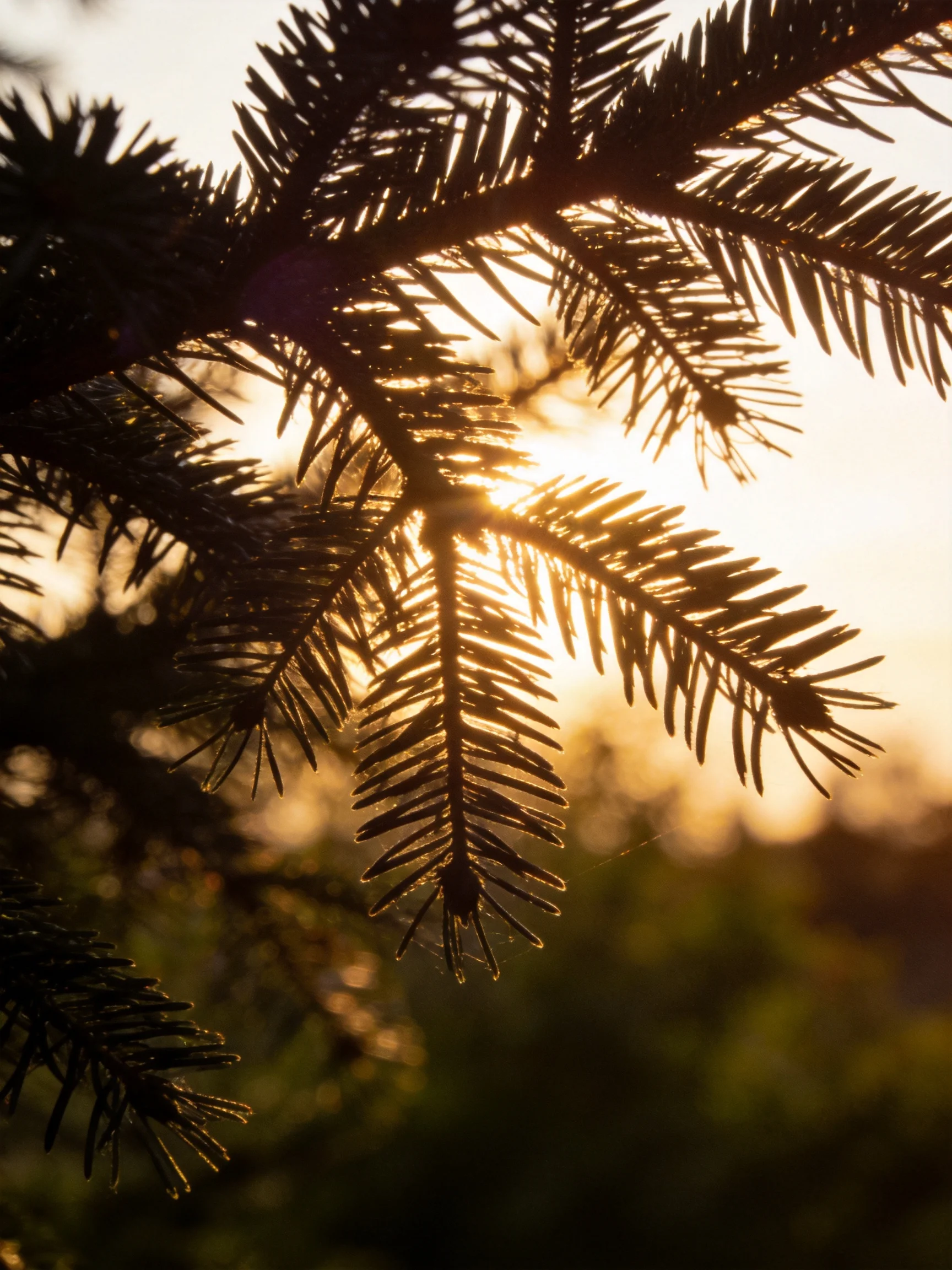Golden Hour Sunlight Through Dark Pine Branches