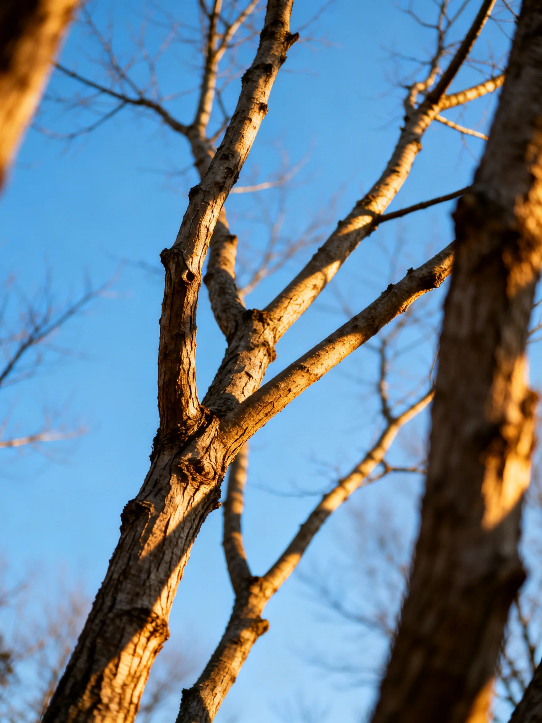 Golden Sunlit Tree Branches with Rough Bark Against Clear Blue Sky