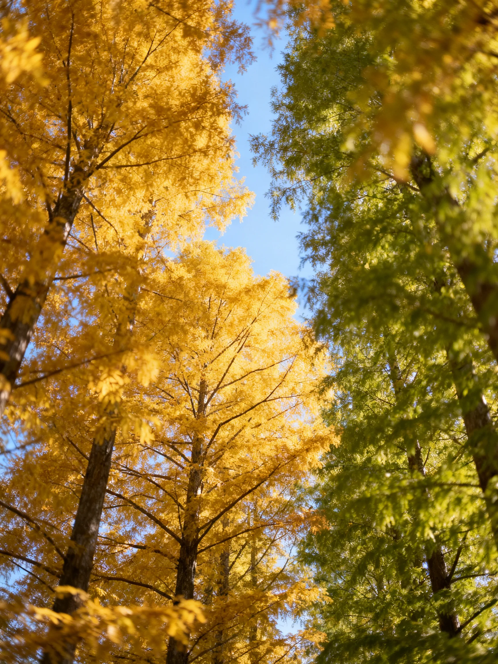 Golden and green trees tower amid a clear blue sky