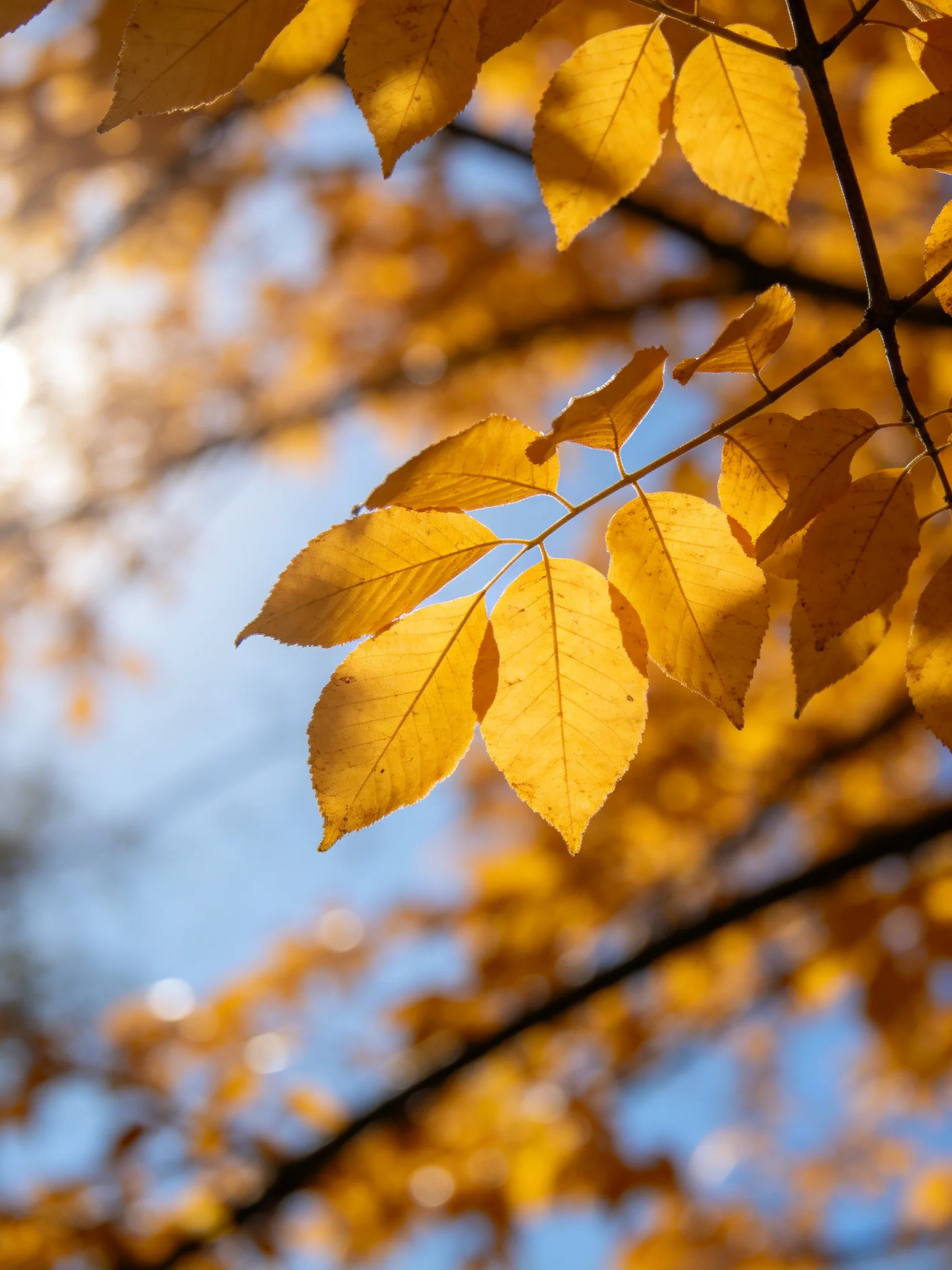 Golden autumn leaves illuminated by sunlight with blue sky backdrop