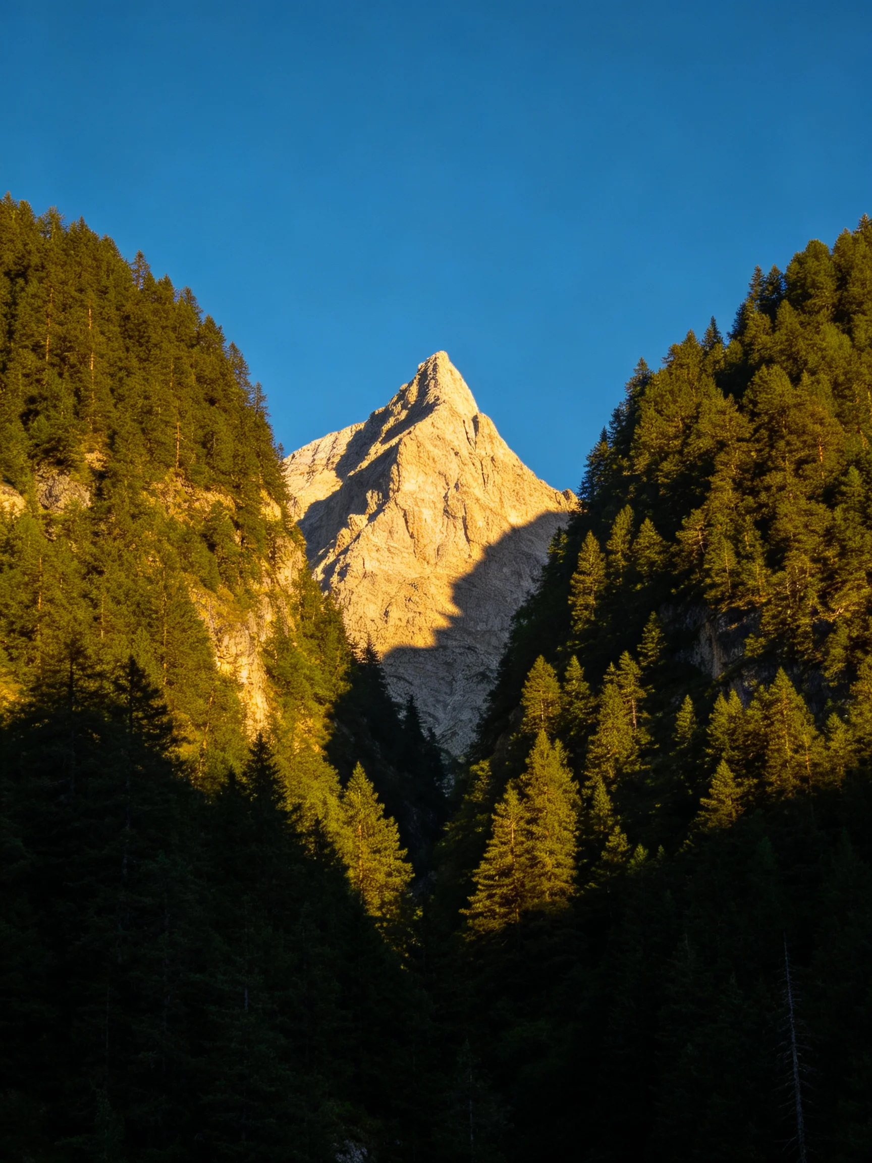 Golden-hued mountain peak flanked by dense pine forests beneath a clear blue sky