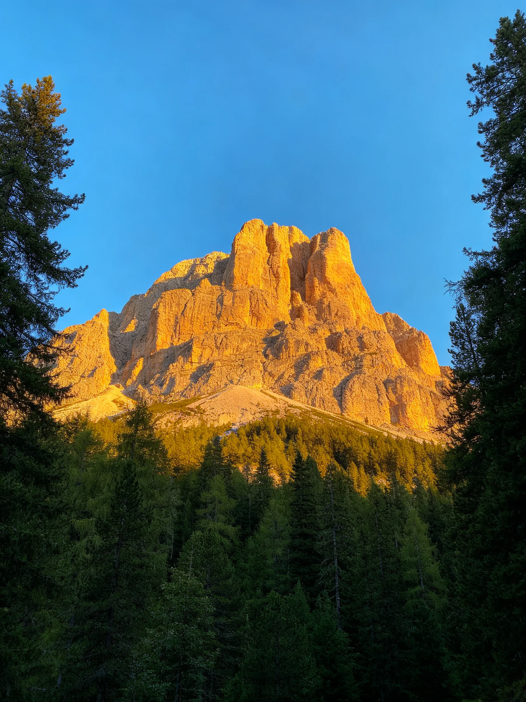 Golden-hued mountain peak rises behind dense green forest under clear blue sky