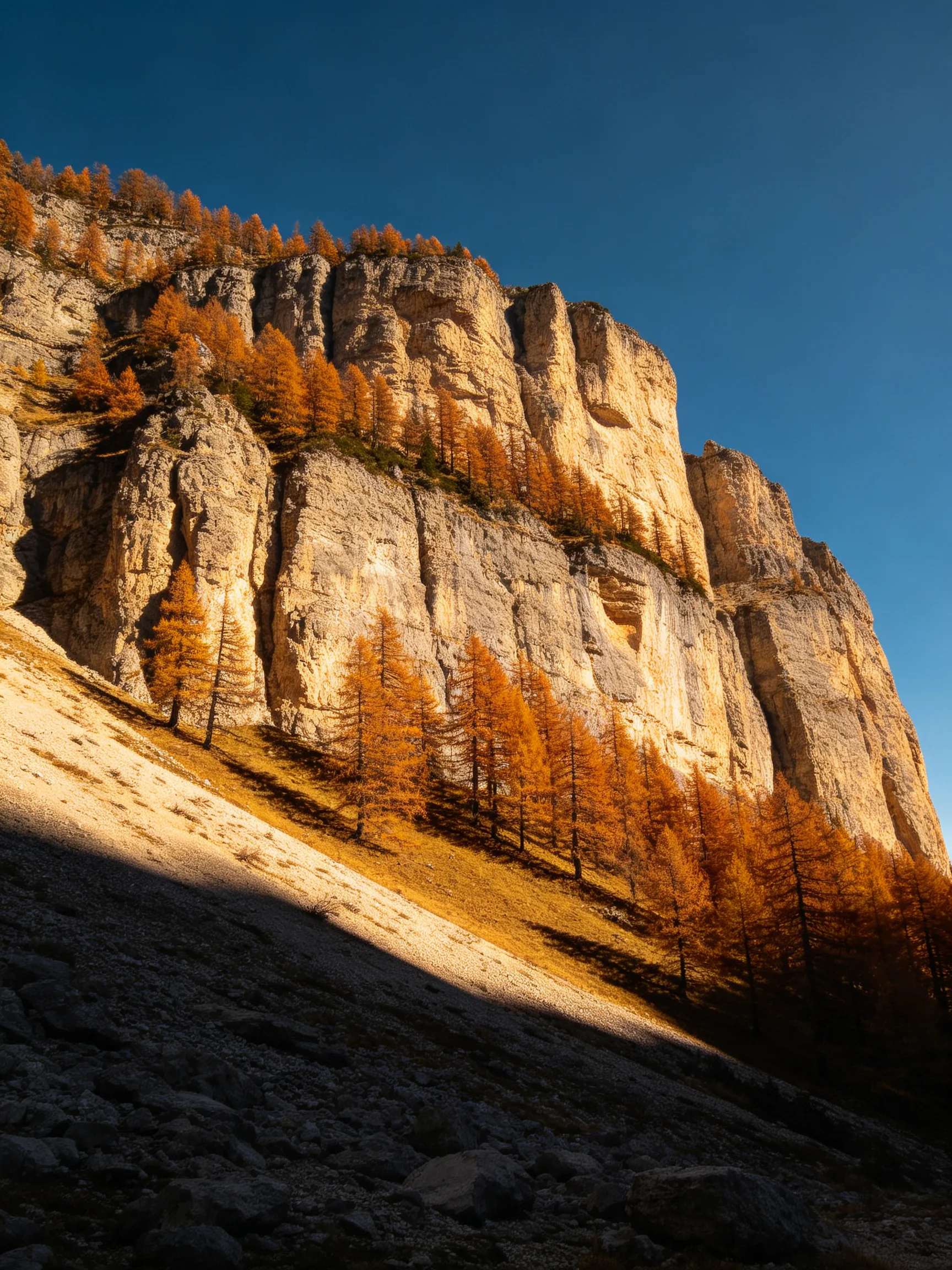 Golden larches grow along sunlit rocky cliffs beneath a clear blue sky