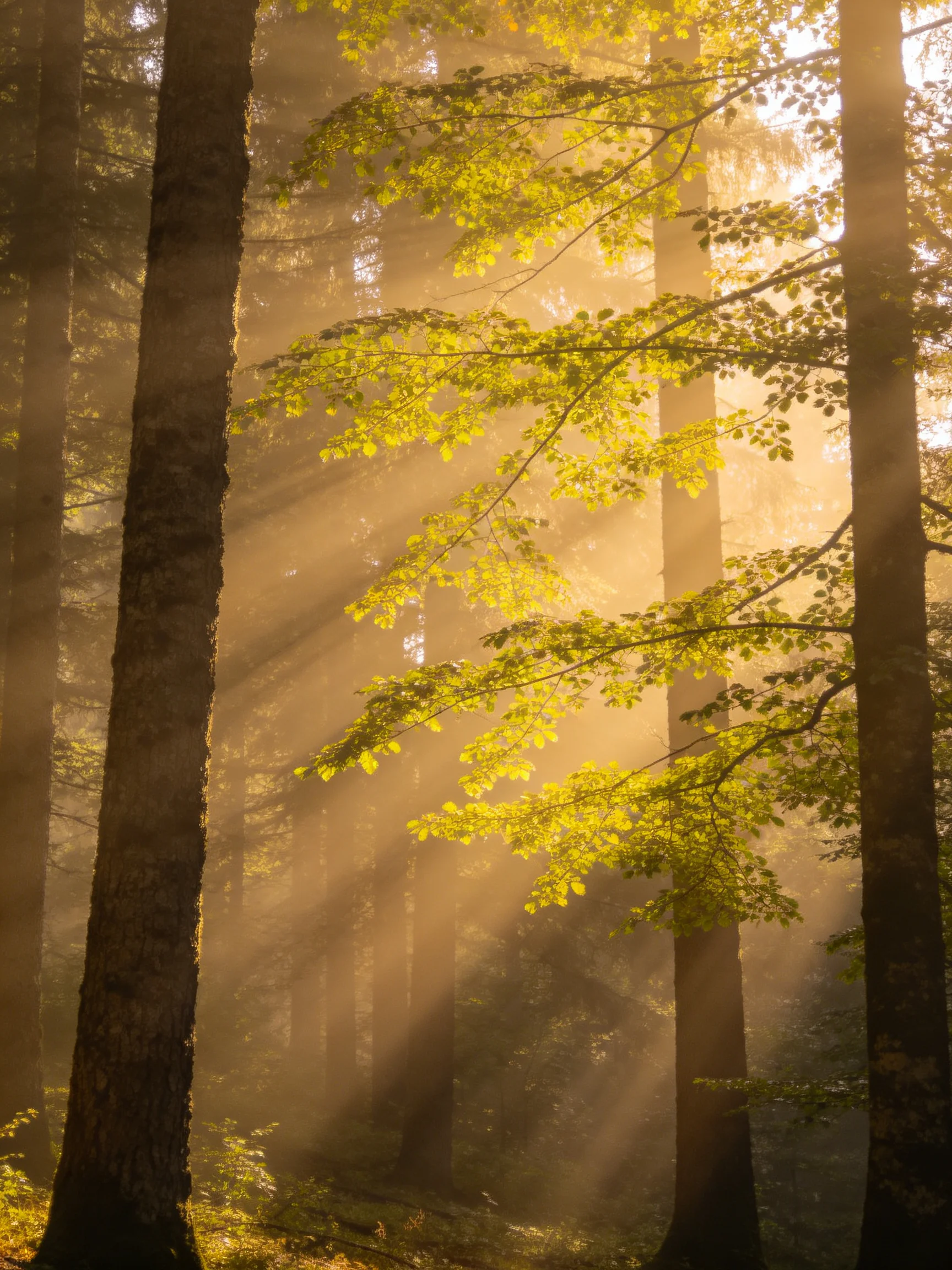 Golden sunbeams stream through tall trees in a misty forest
