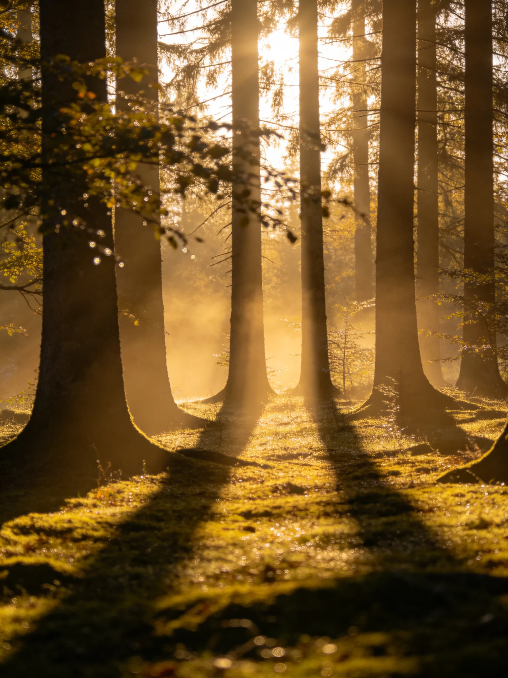 Golden sunlight filters through tall forest trees amid misty haze