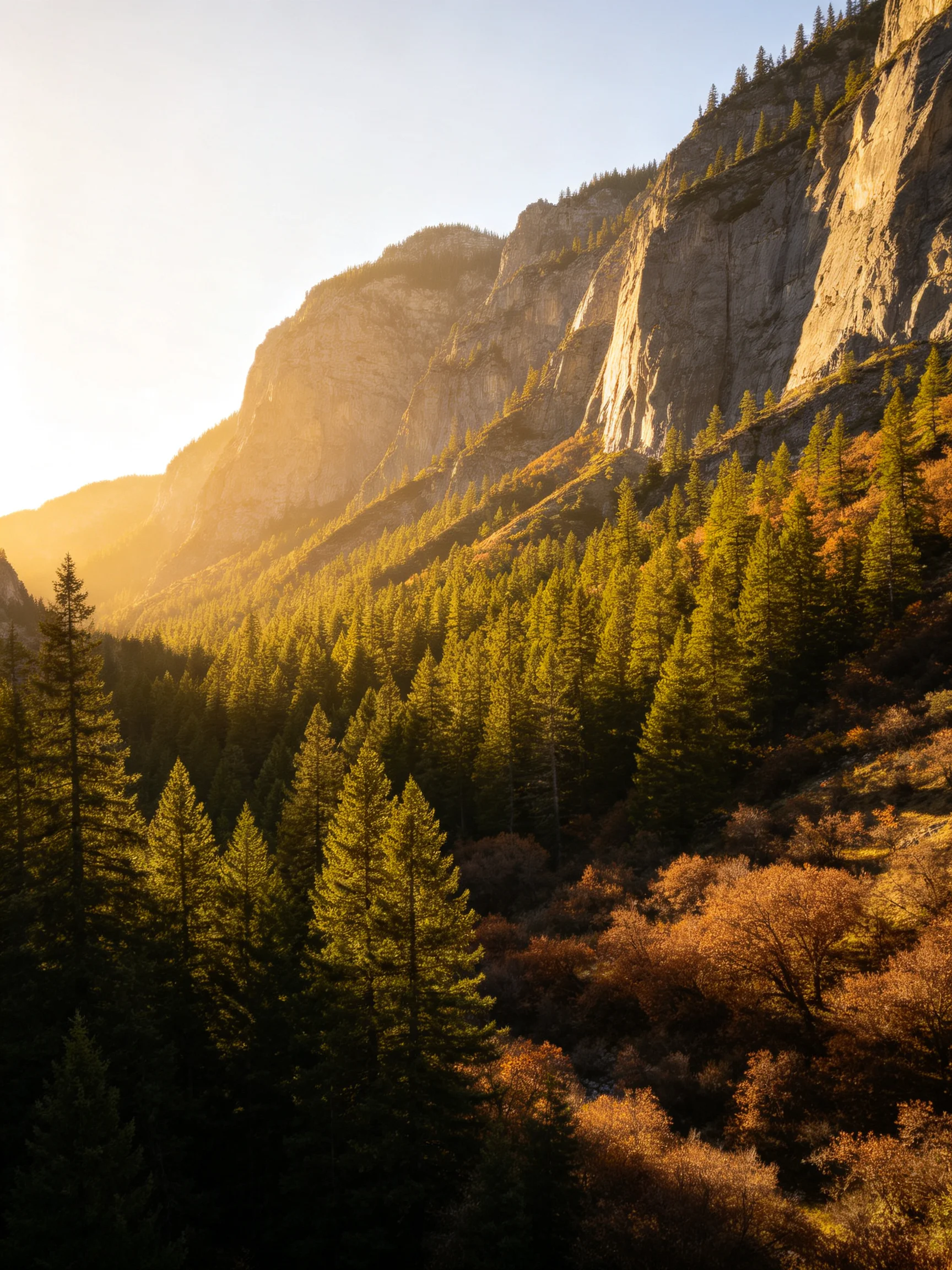 Golden sunlight illuminates dense evergreen forests beside steep rocky cliffs