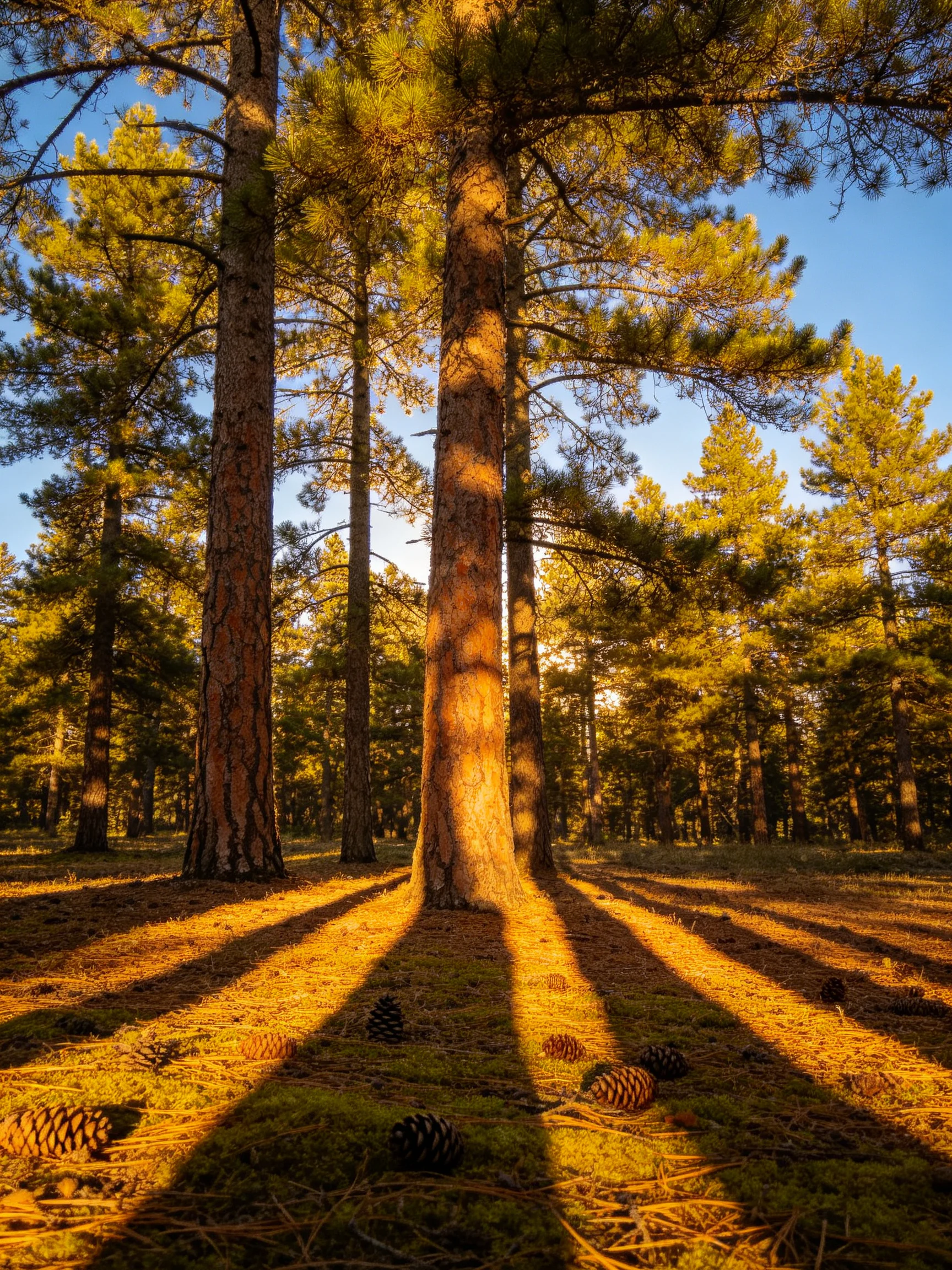 Golden sunlight illuminates tall pine trees with scattered pinecones