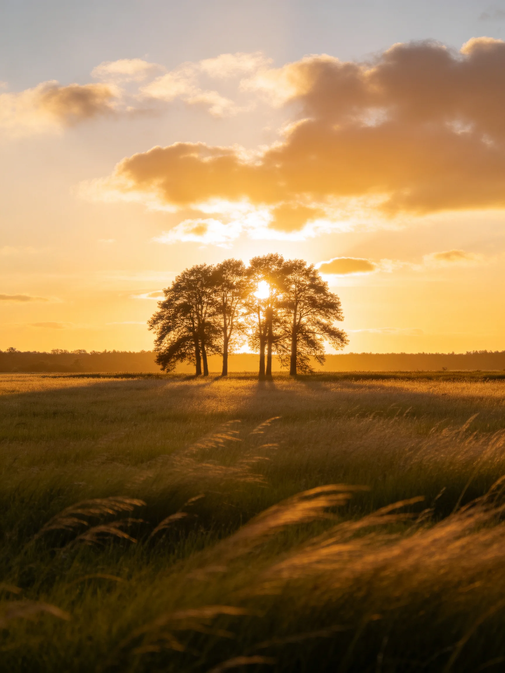 Golden sunset illuminates four trees in a grassy field