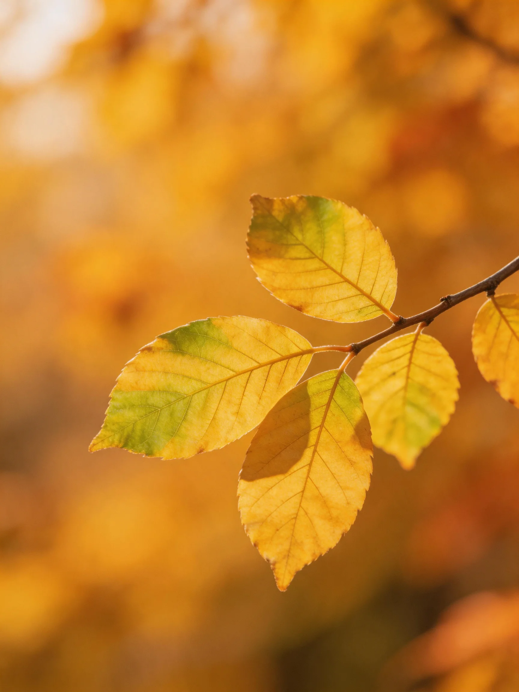 Golden-yellow and green autumn leaves on a thin branch with warm bokeh background