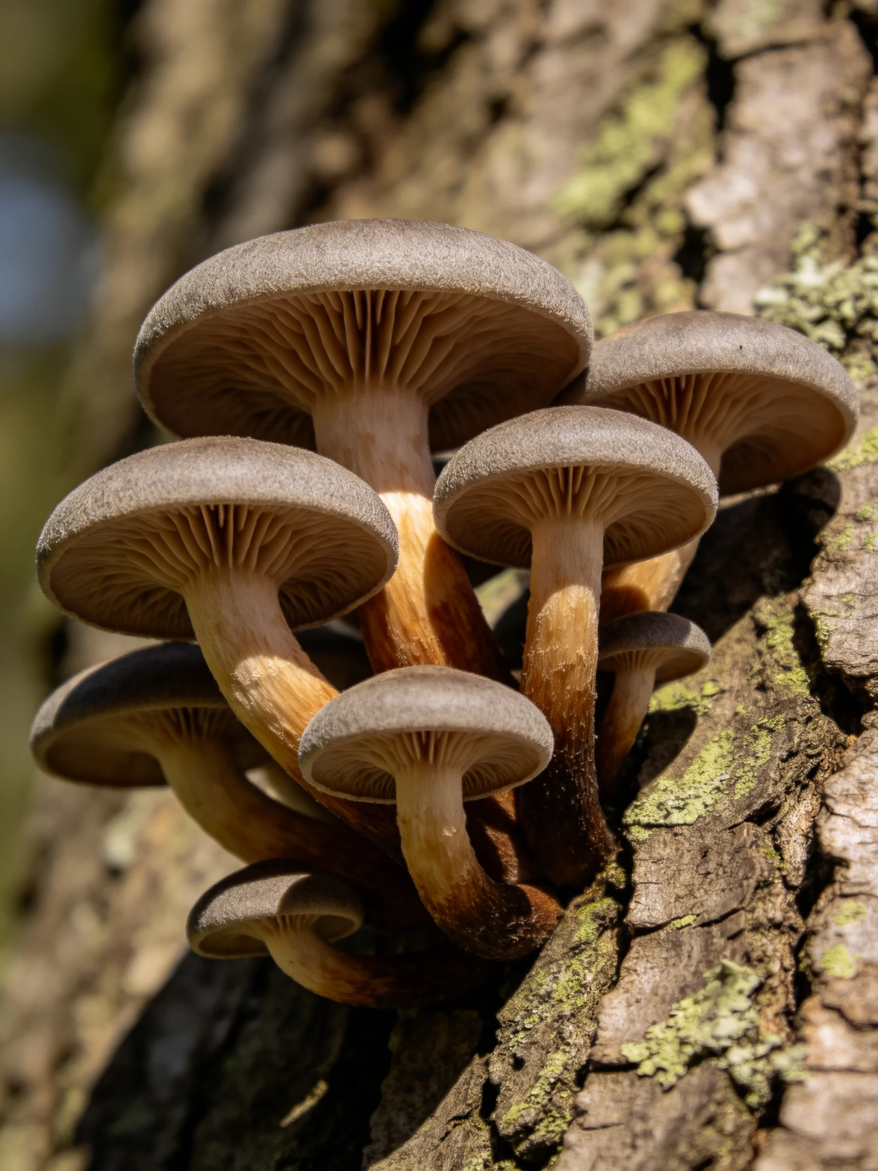 Gray-capped mushrooms cluster on a mossy tree trunk