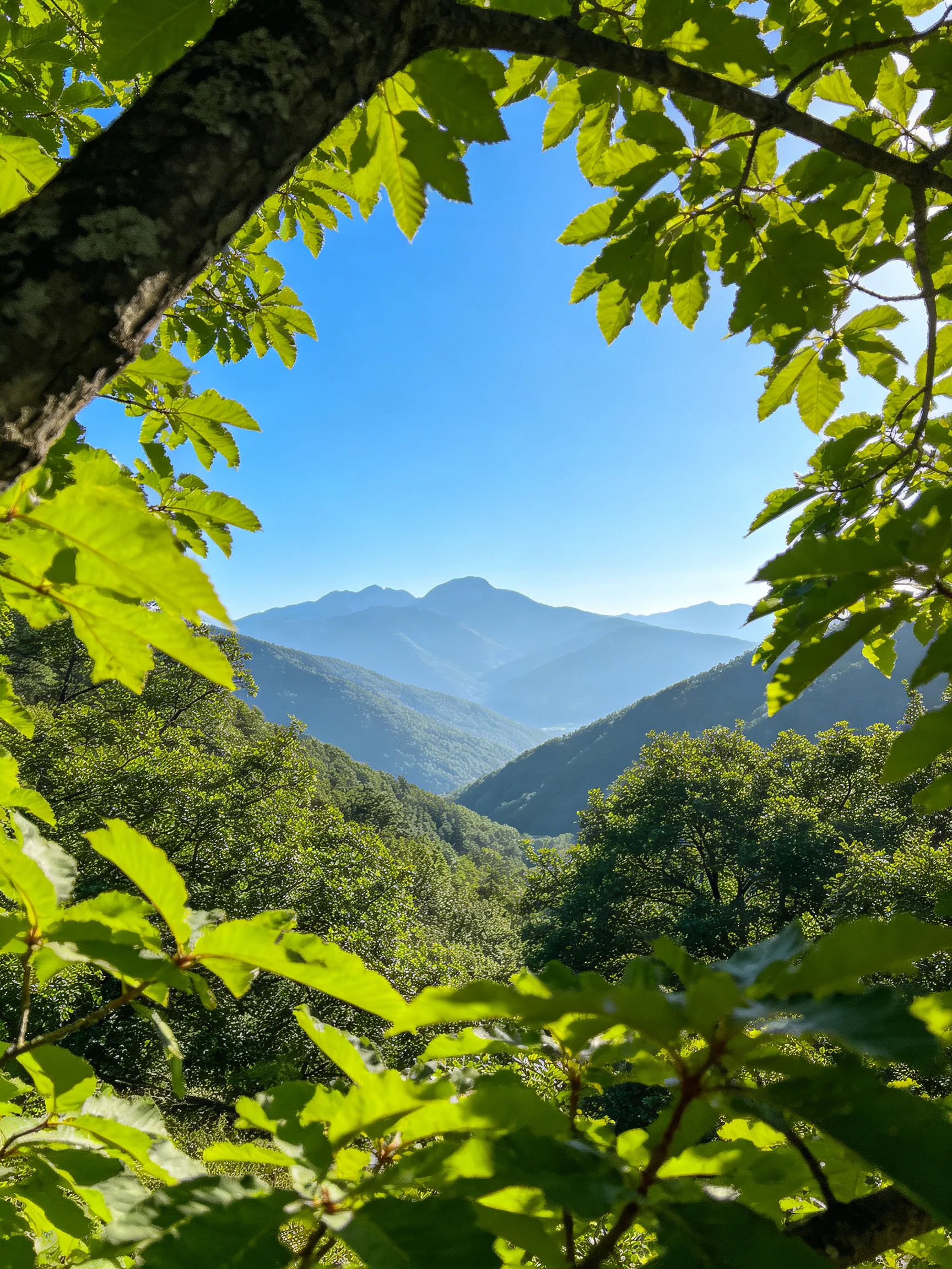 Lush green foliage frames distant blue mountain ranges