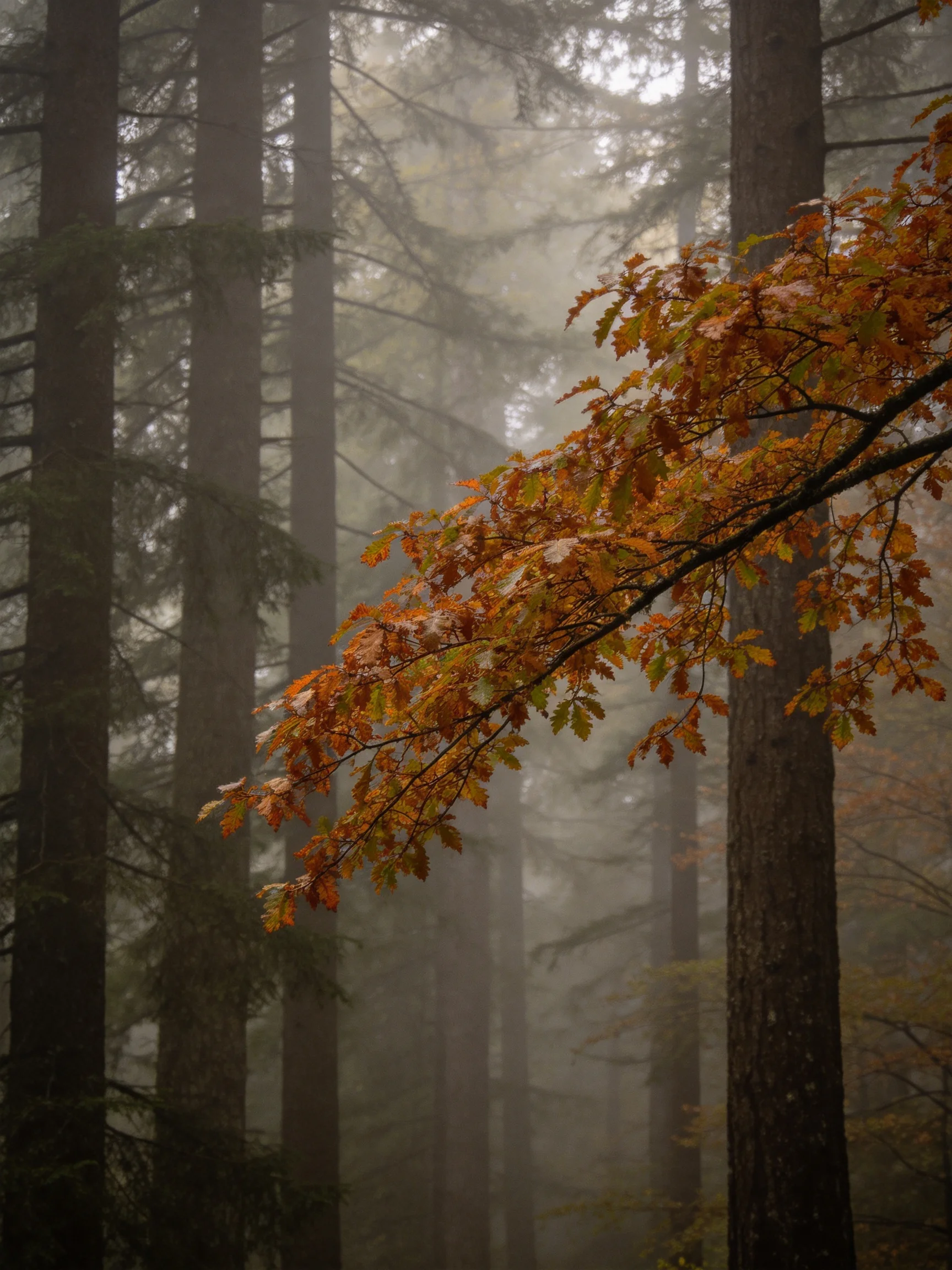 Misty Forest with Autumn-Leaves and Towering Evergreens
