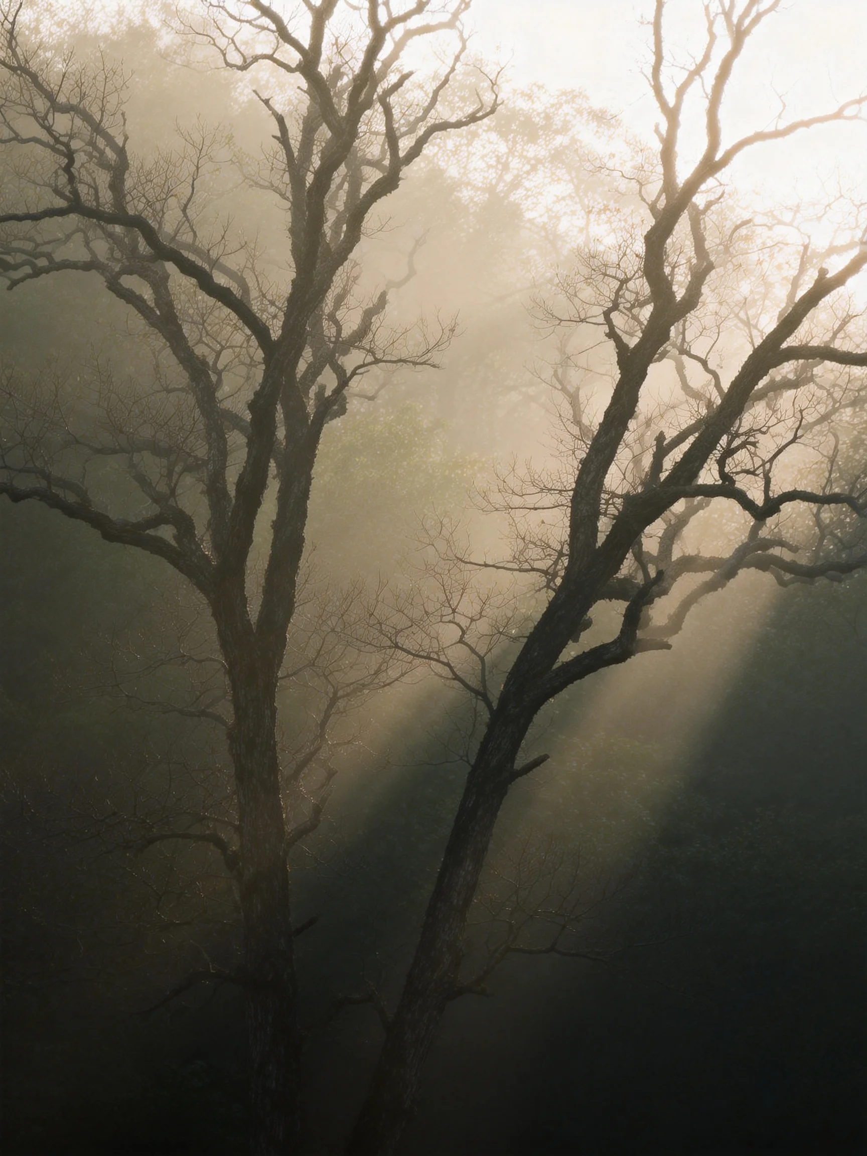 Misty Forest with Bare Trees and Golden Sunbeams