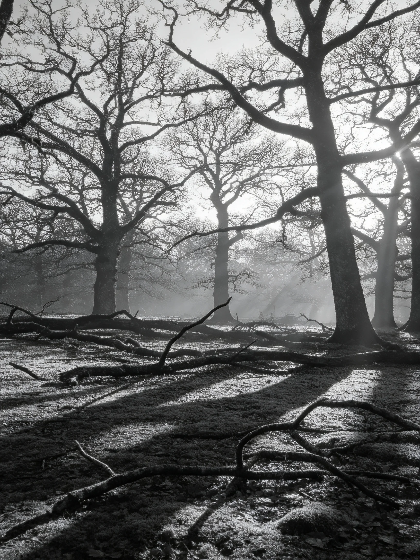 Misty Forest with Large Bare Trees and Fallen Branches