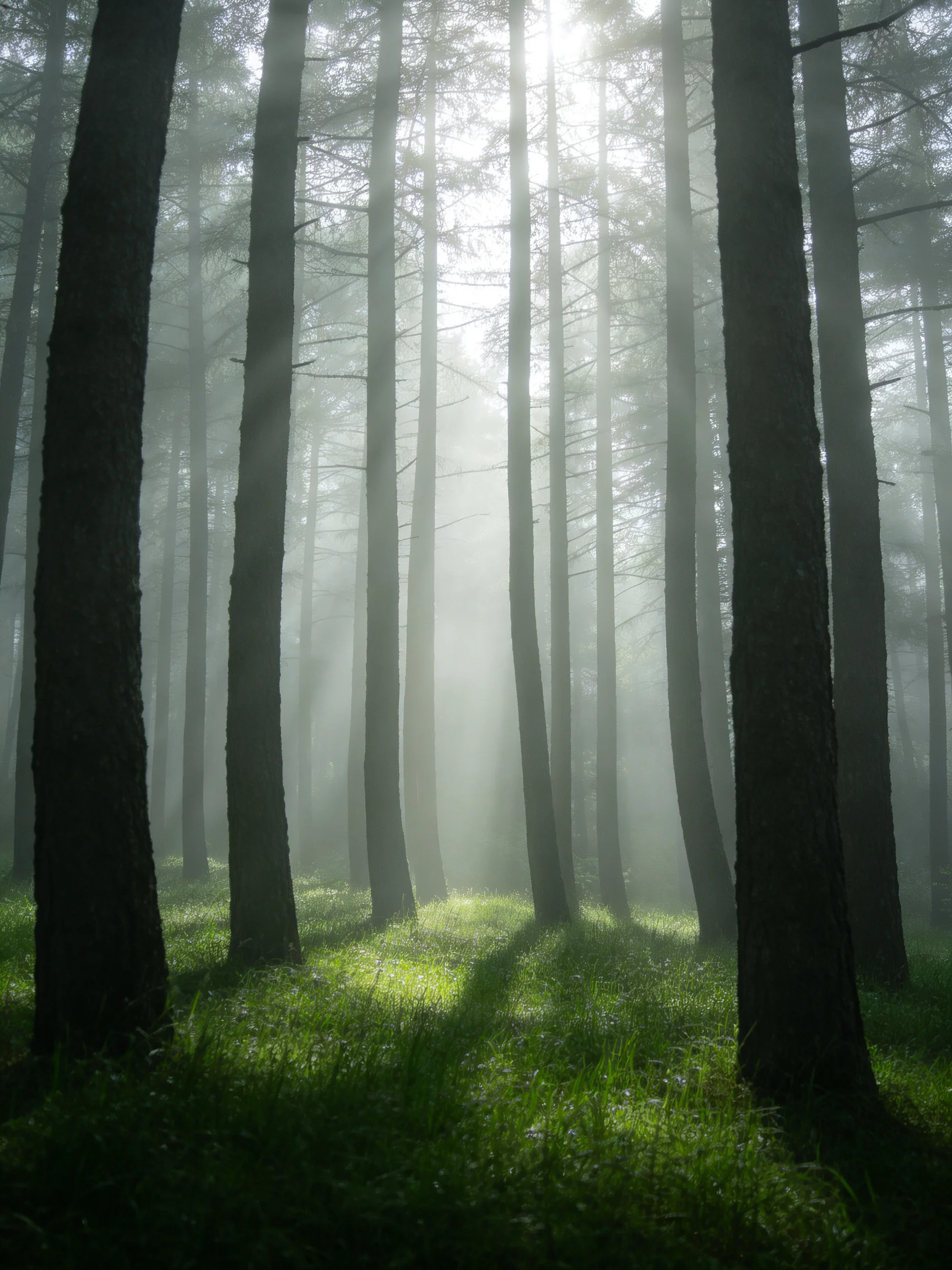 Misty Forest with Tall Dark Trunks and Sunlight Piercing Fog