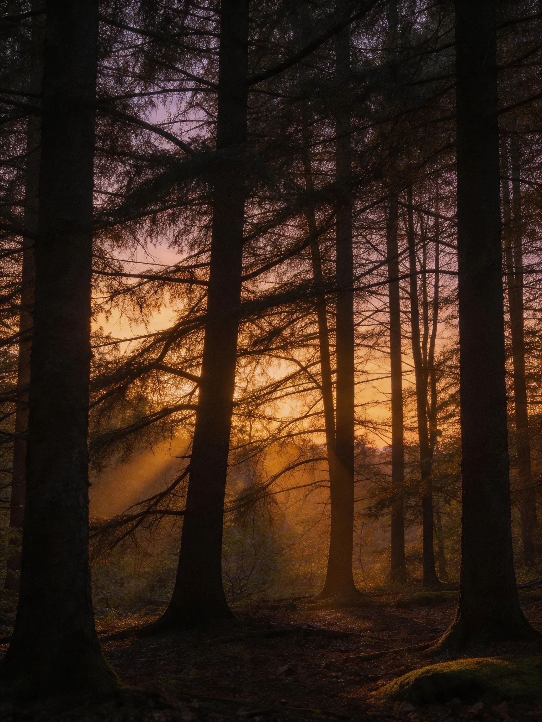 Misty Forest with Tall Evergreen Trees at Golden Hour
