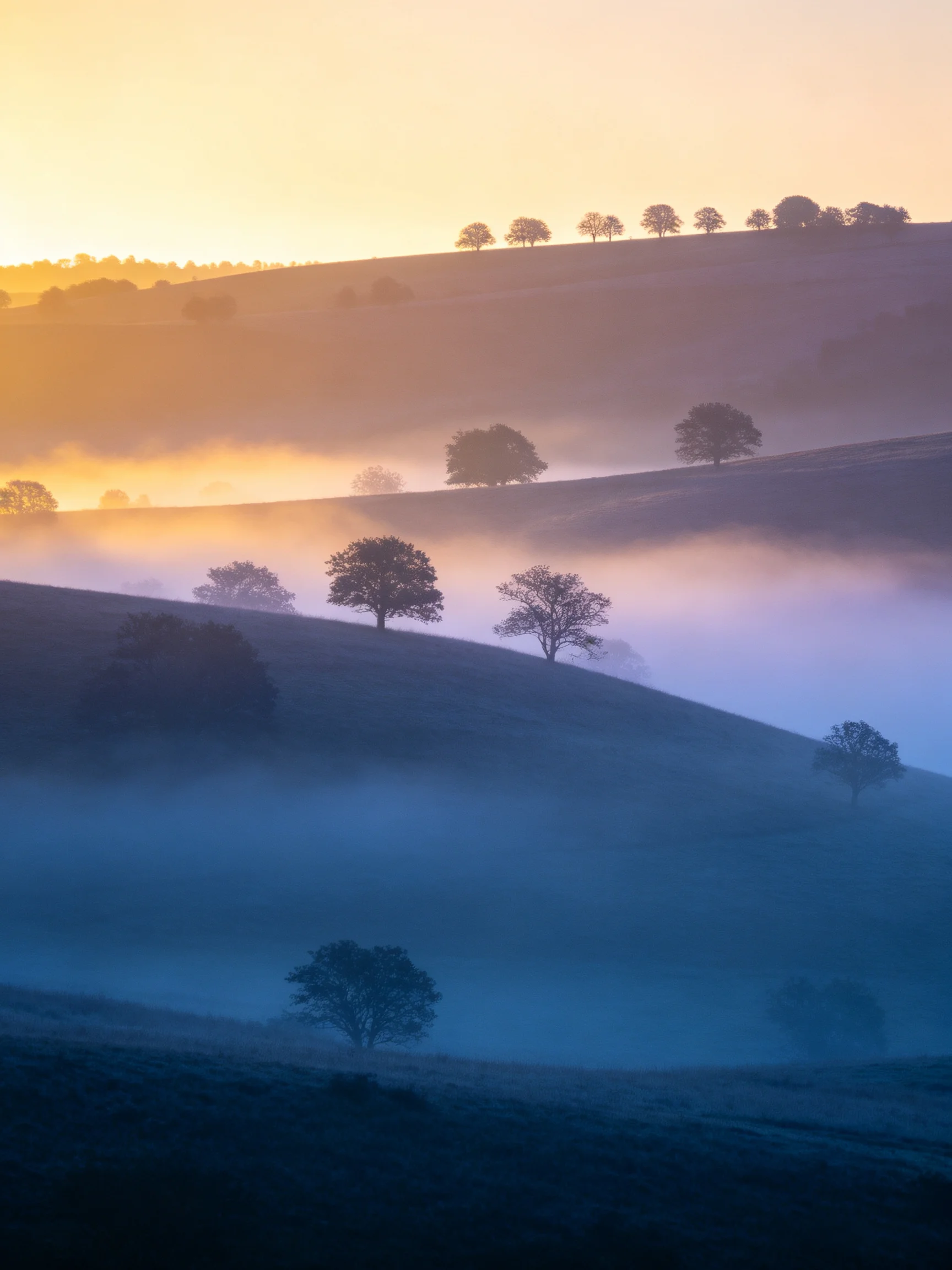 Misty Rolling Hills with Silhouetted Trees at Dawn