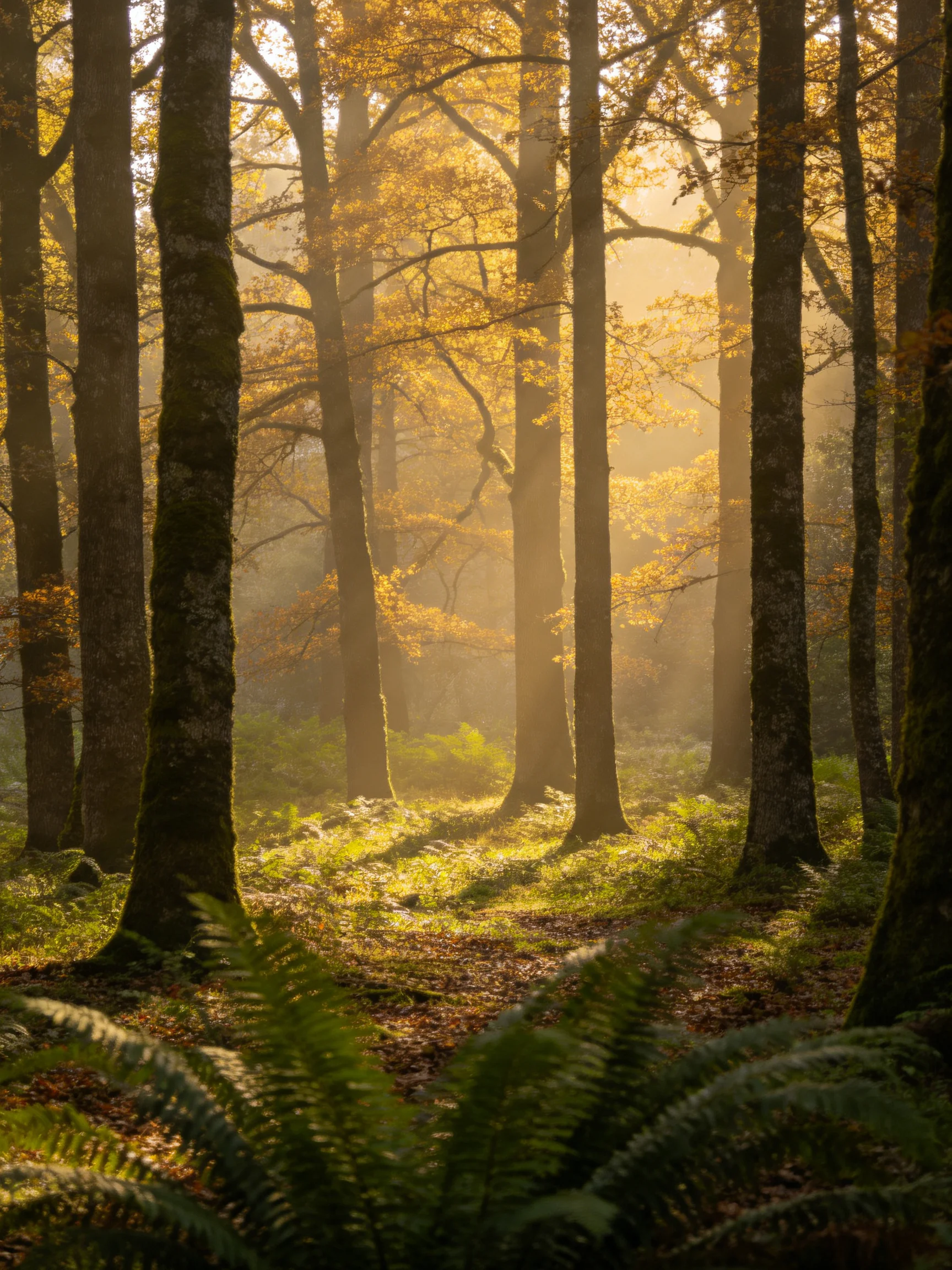 Misty forest with tall trees bathed in golden sunlight