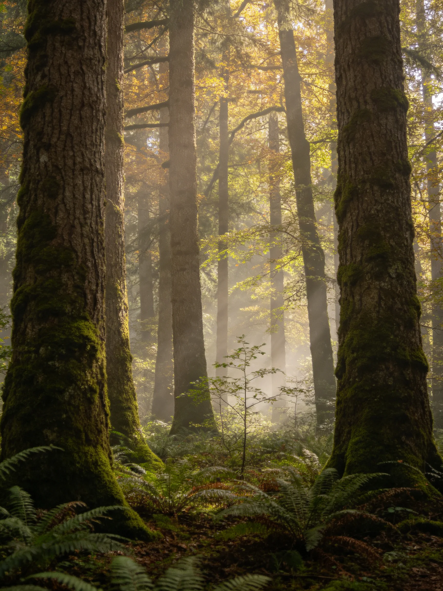 Moss-covered giants tower in a misty forest with golden foliage